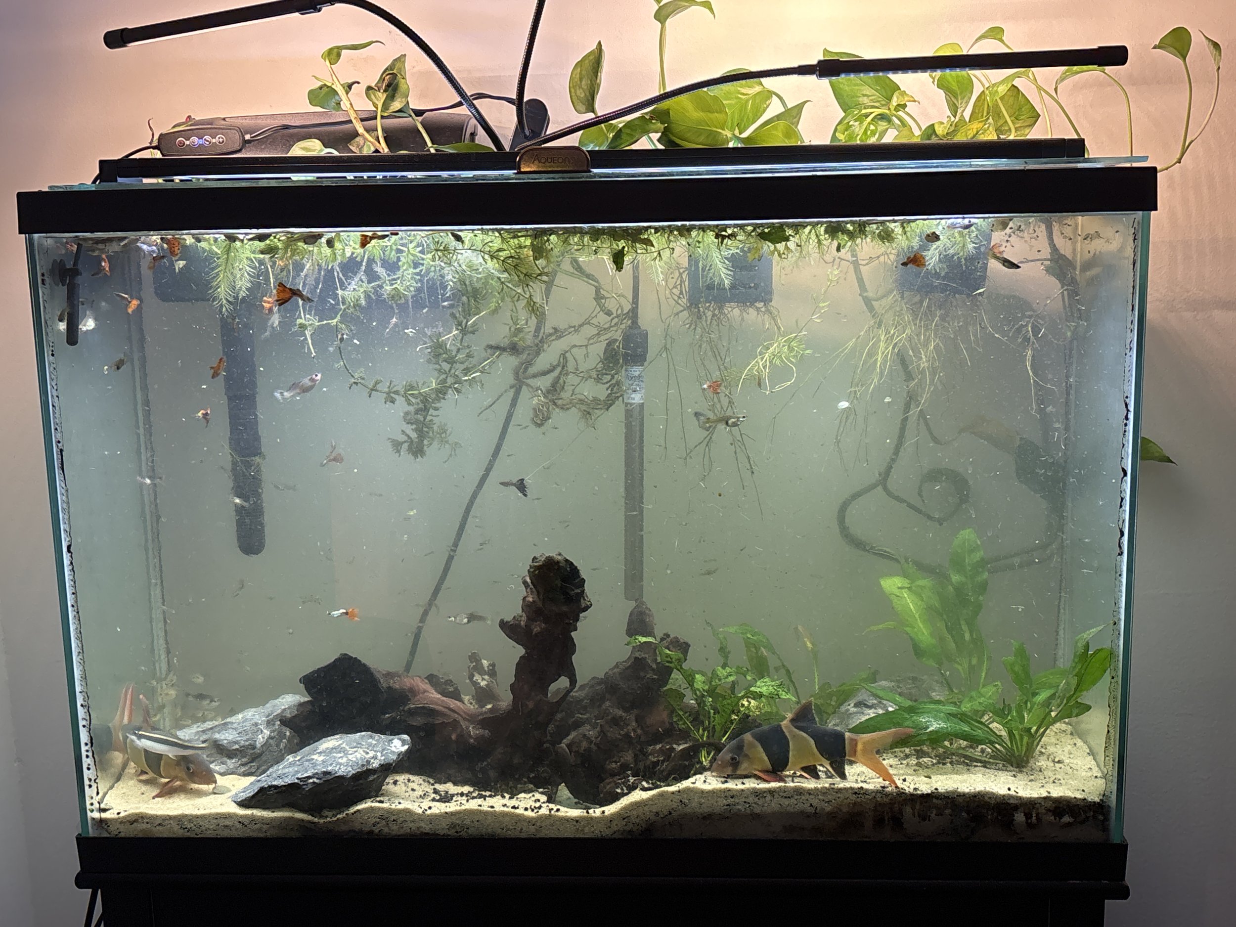 45 gallon aquarium with heavy floating plant growth and reduced lower tank density