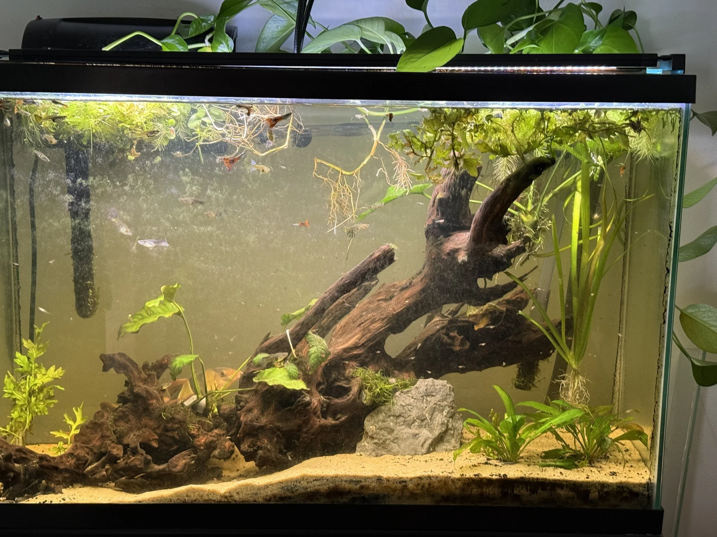 Freshwater aquarium after canister filter installation and floating plant reduction