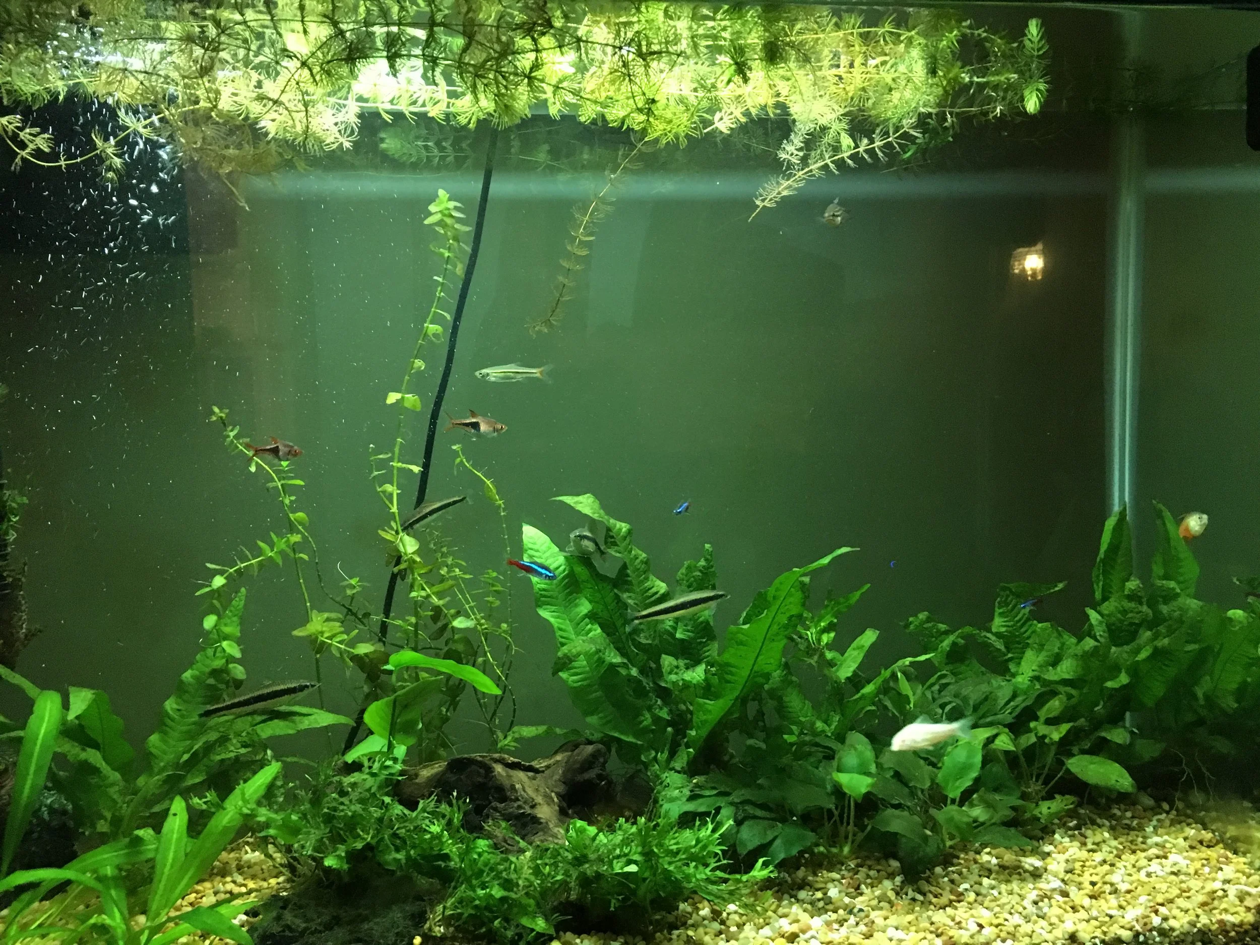 45 gallon planted aquarium during an earlier balanced growth stage