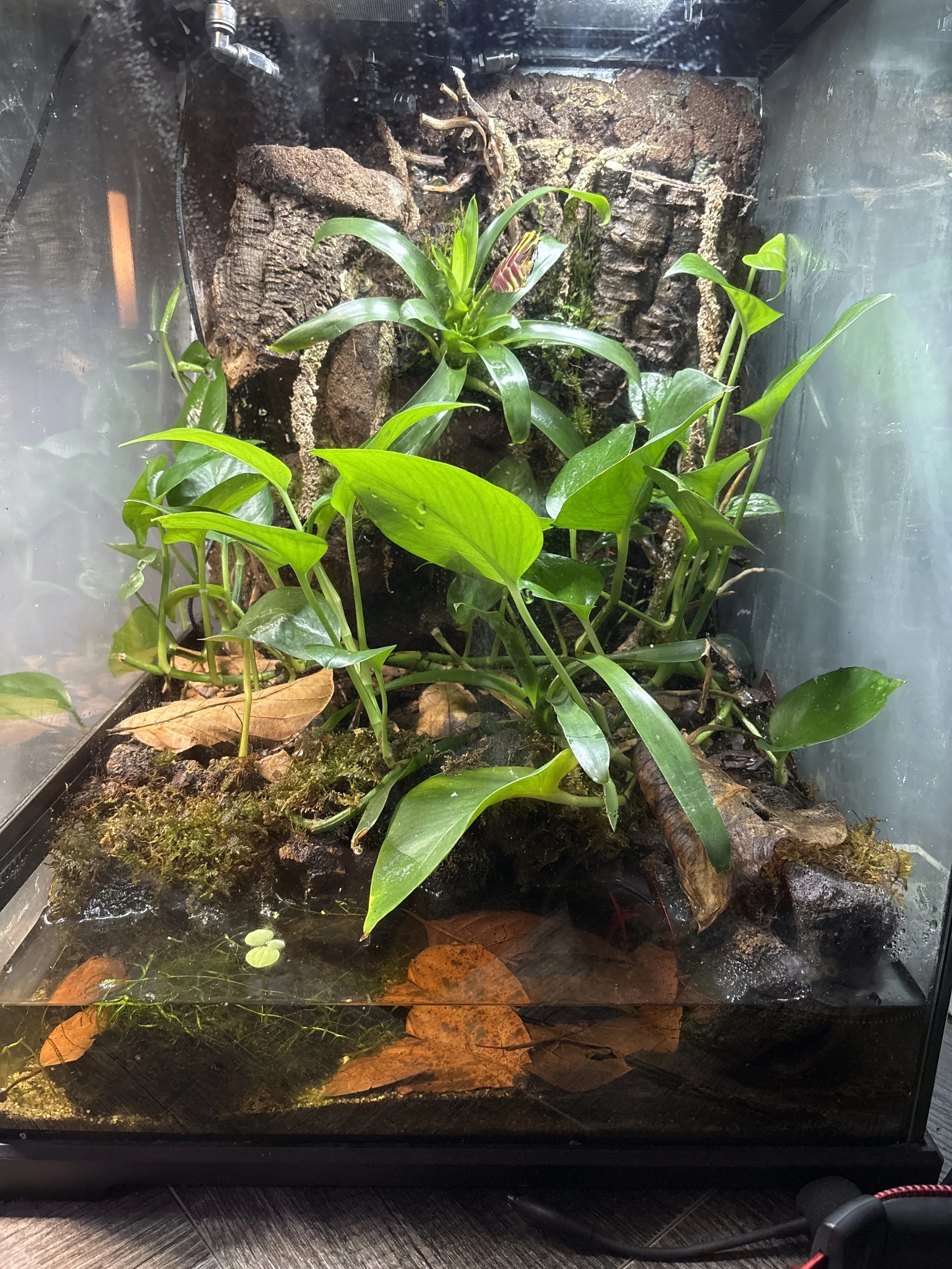 Bioactive Crested Gecko Vivarium