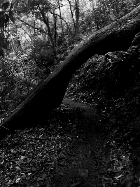 A fallen tree across a narrow forest path in a wooded area with leaf-covered ground.