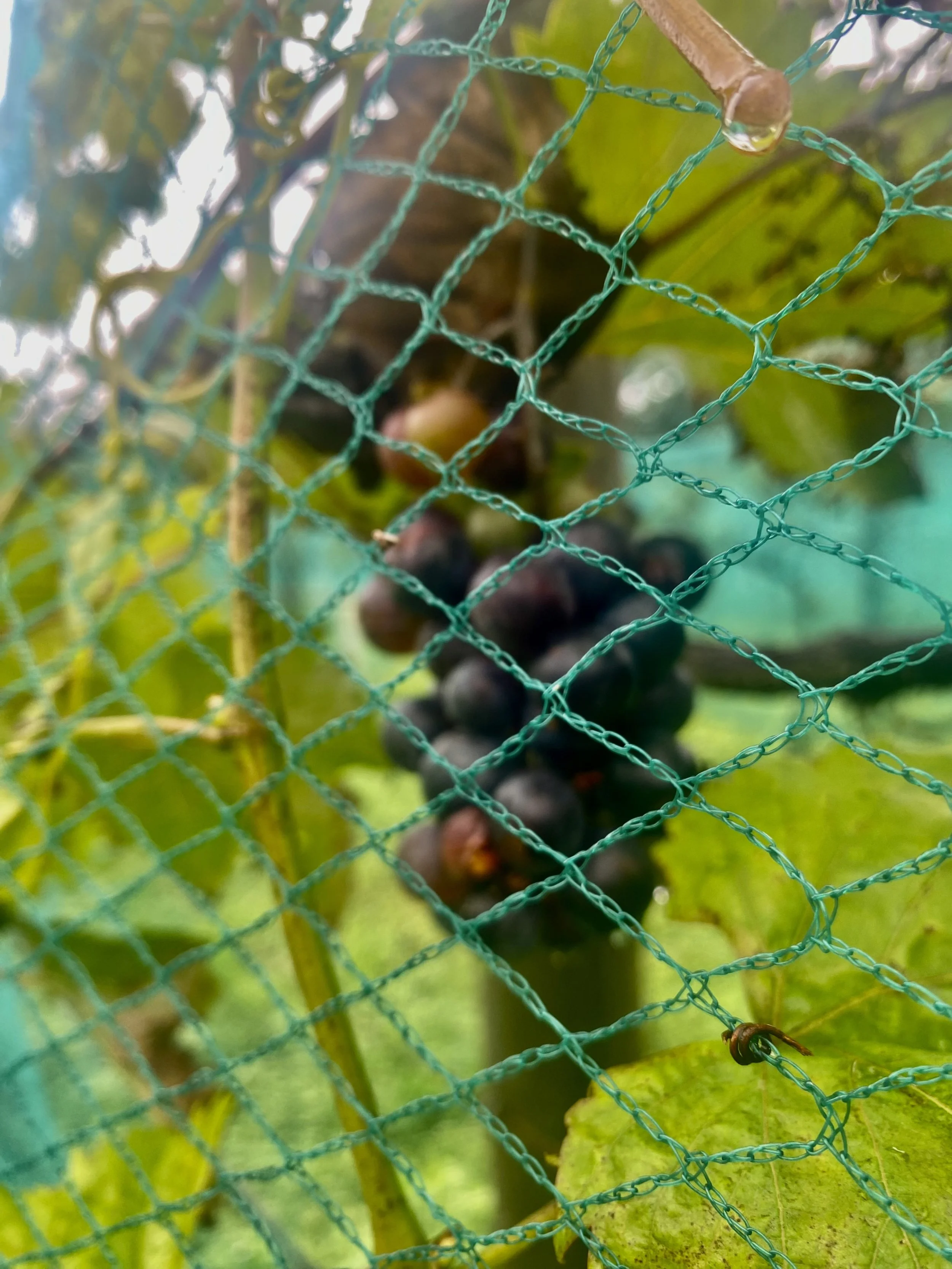 Close-up of green mesh fencing with blurred background of green and yellow leaves, water droplets on a stick, and some dark berries behind the fence.