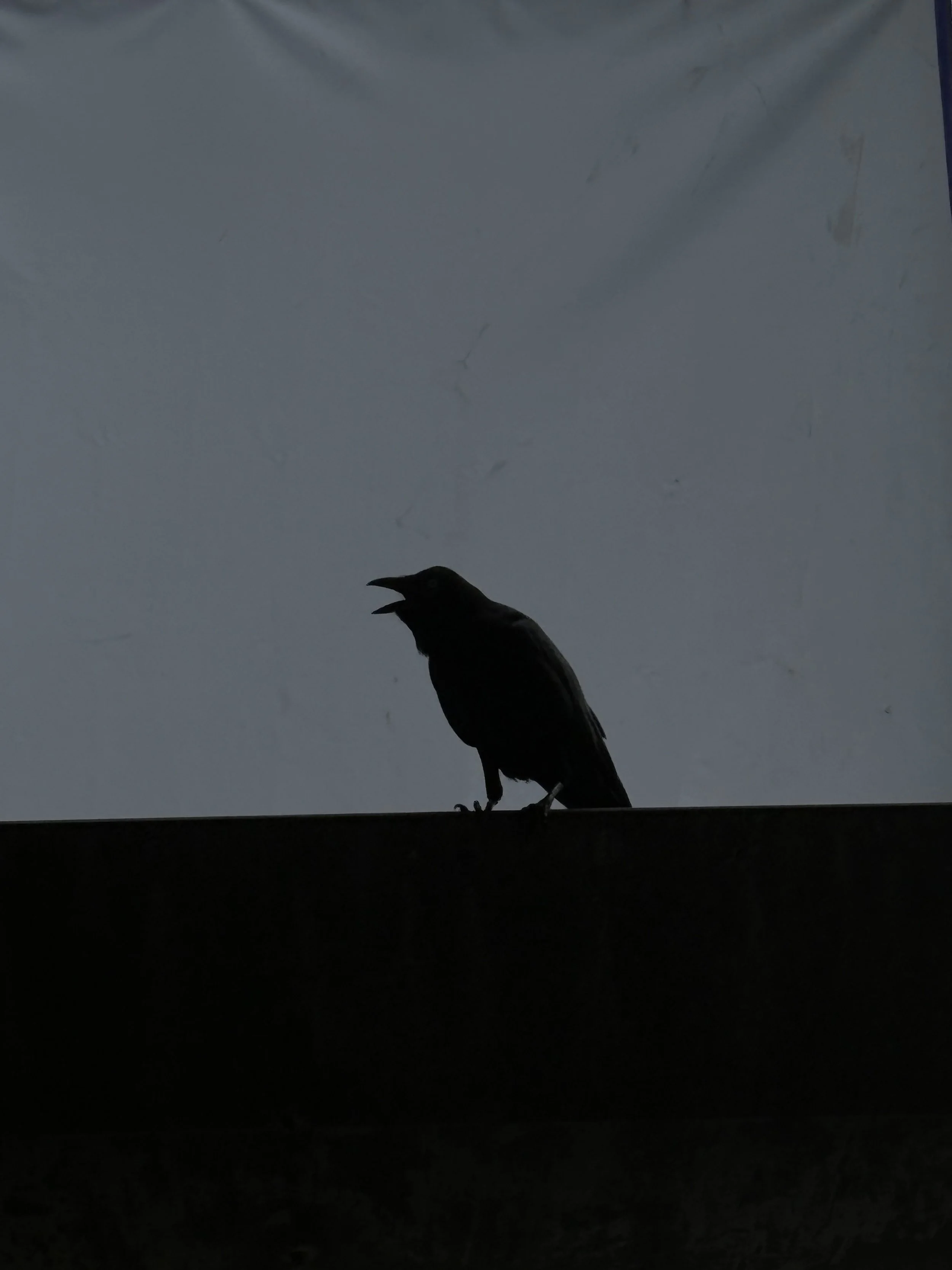 Silhouette of a bird, possibly a crow, perched on a ledge against a cloudy sky.