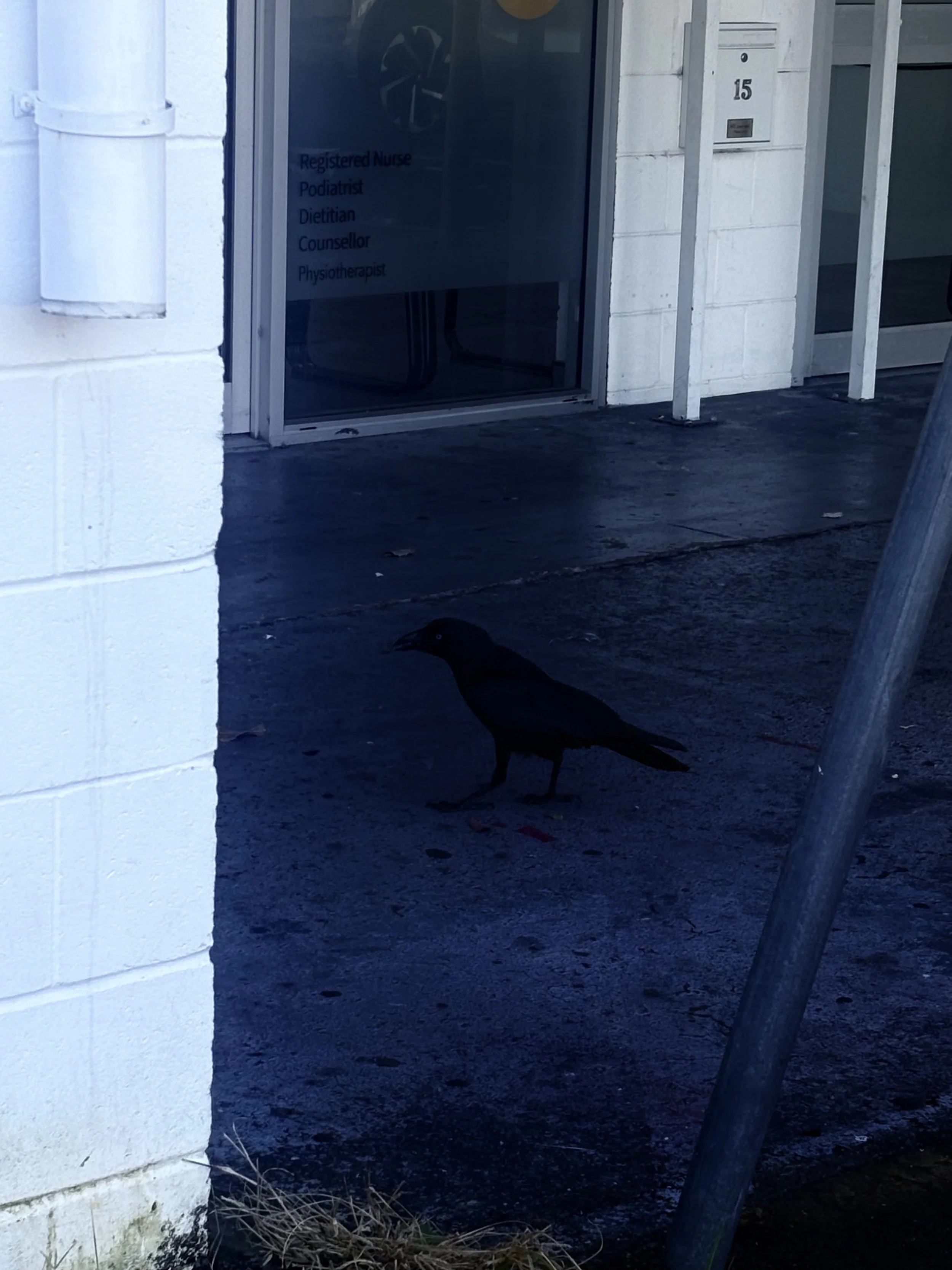 A black bird standing on a dark asphalt ground outside a white brick building, with a glass door displaying signs for healthcare professionals and a metal railing next to a ladder.