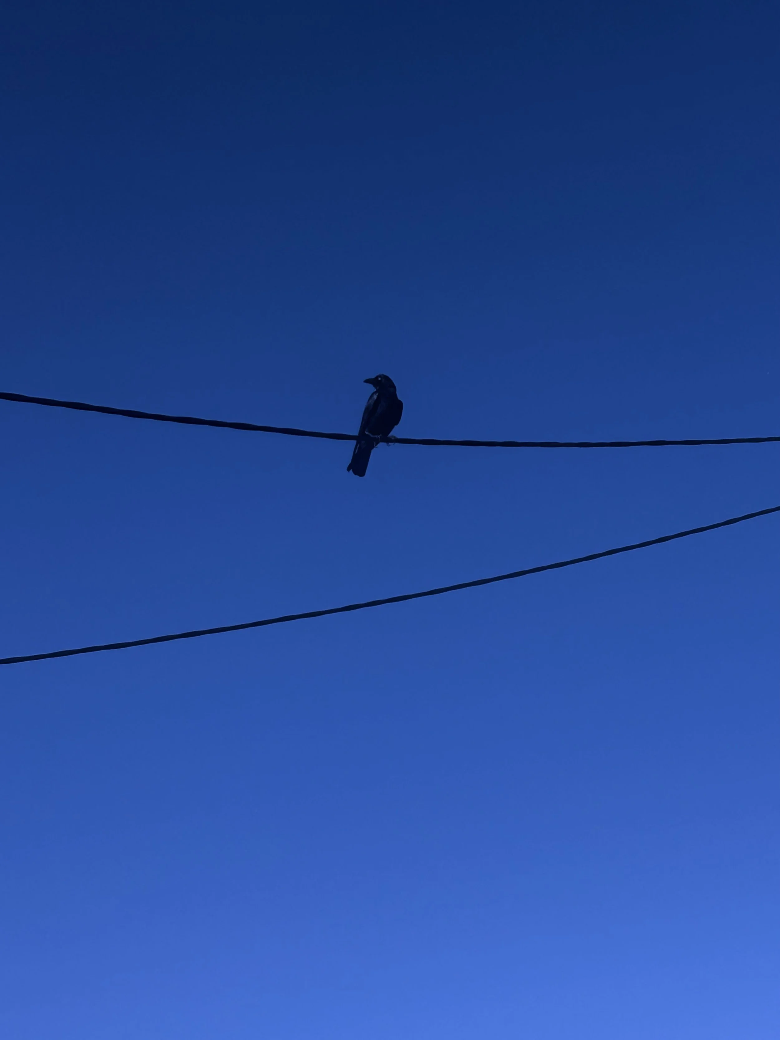Silhouette of a bird perched on a wire against a clear blue sky.