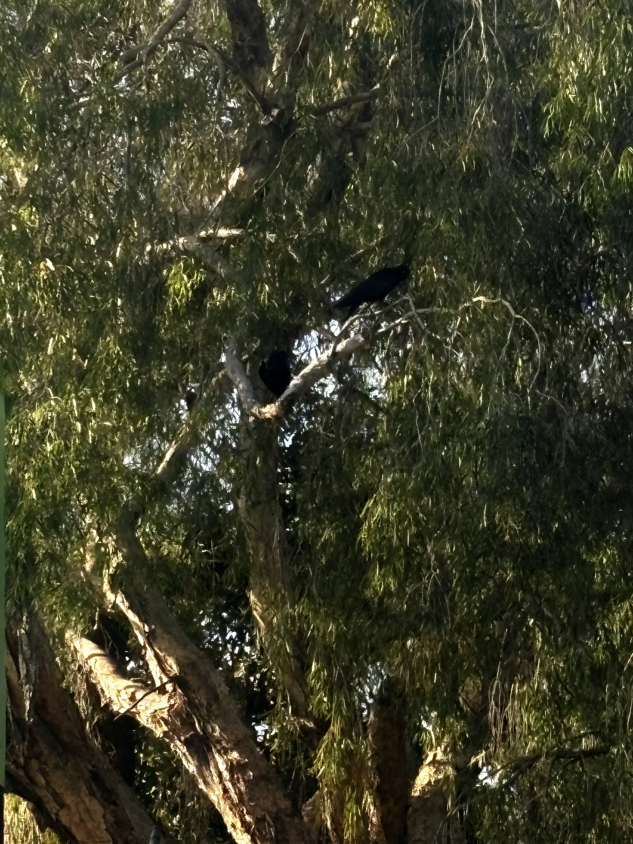 View of a tall tree with dense green leaves and branches, with sunlight filtering through.