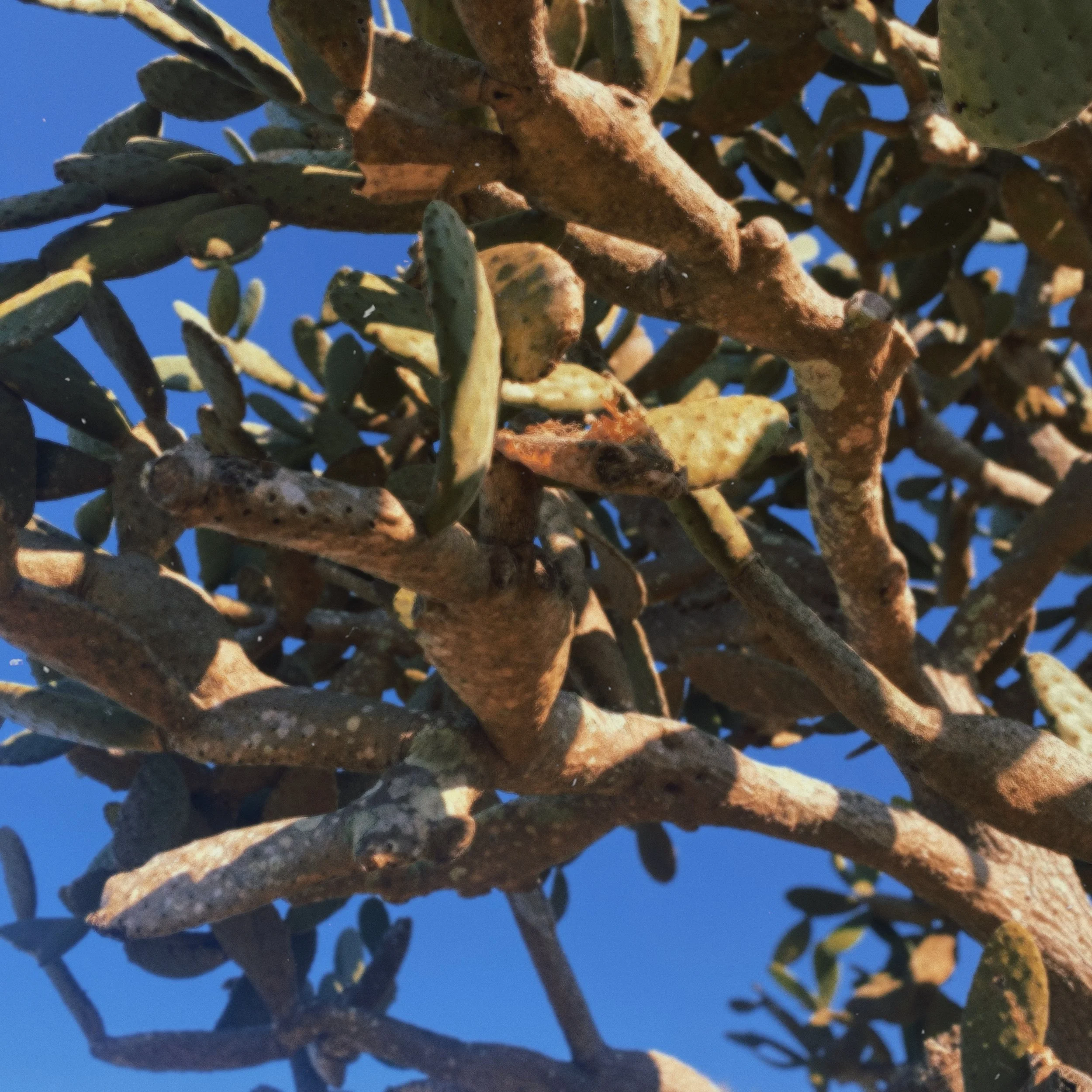 Close-up of cactus plant with green pads, some with brown patches, against a bright blue sky.