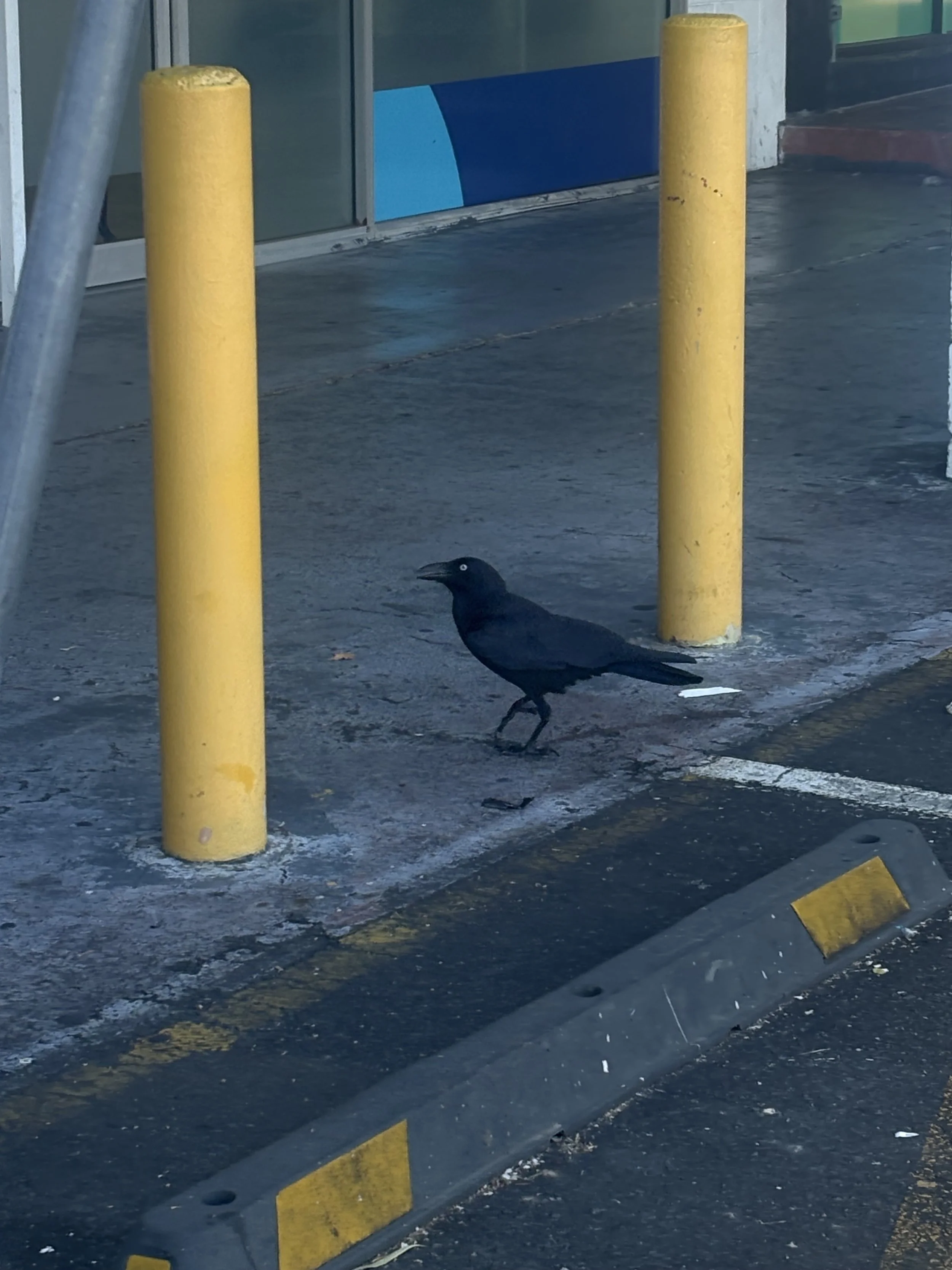 A black bird, possibly a crow, walks near yellow safety posts and a concrete barrier on a paved surface outside a building with large glass windows.