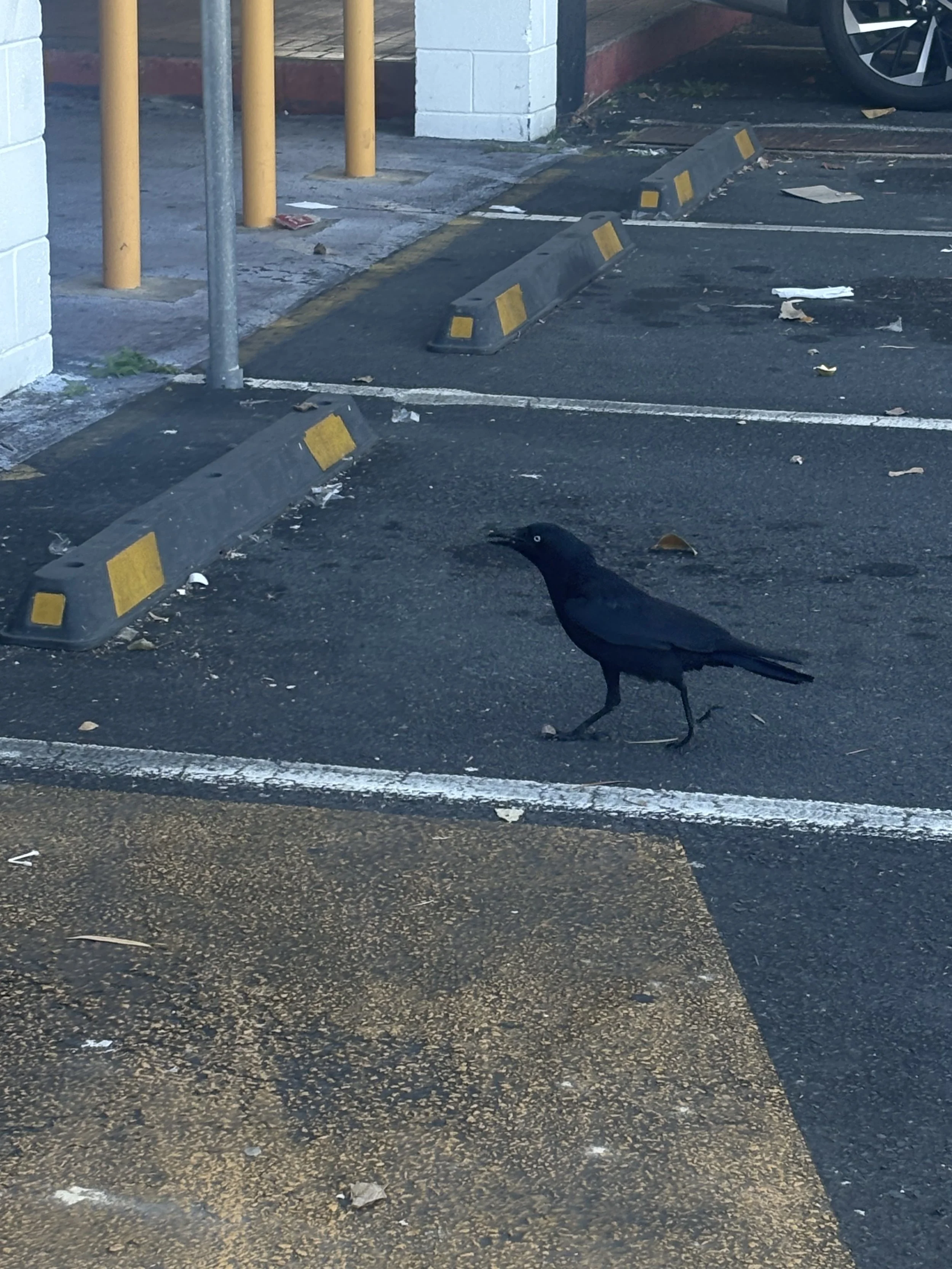 A black bird, likely a crow, walking in a parking lot near yellow parking blocks and trash, with a white building, a bicycle, and a sidewalk in the background.