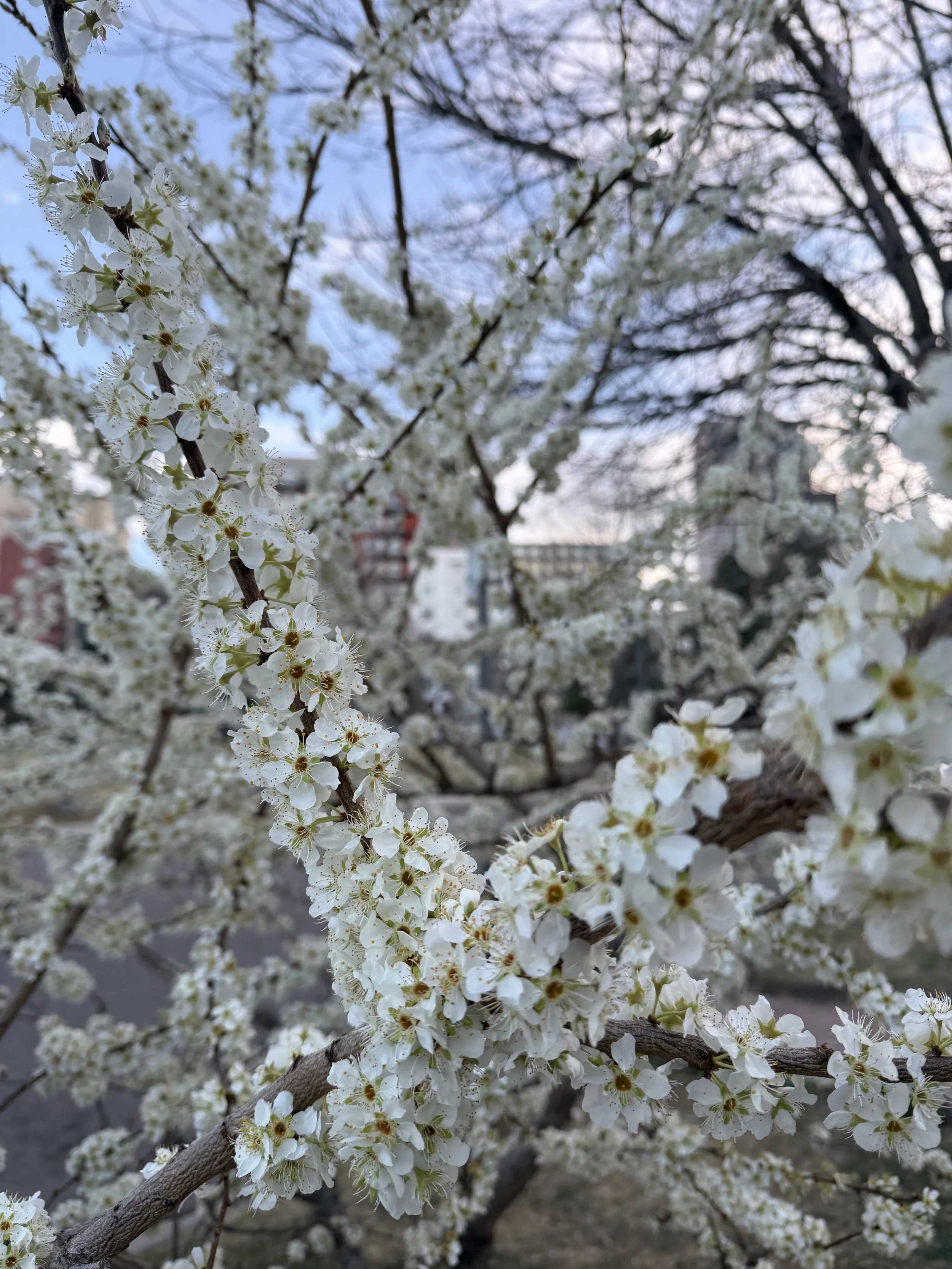 What Do You Call False Spring That’s Lasted All Winter: Ziggi’s, Rocky Mountain Arsenal, and Harry Styles Album