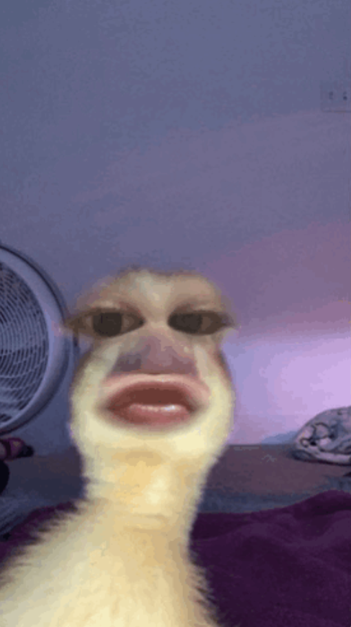 Duck with a filter on