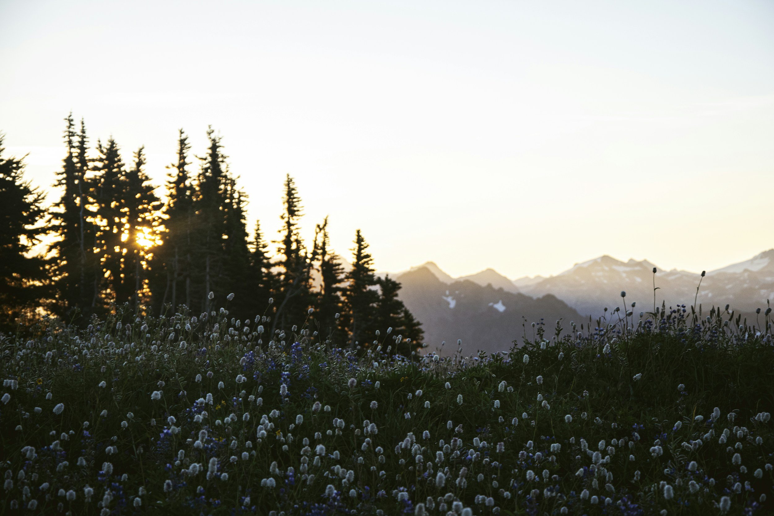 Sunset over a mountain landscape with a dense forest of evergreen trees and a foreground of wildflowers.