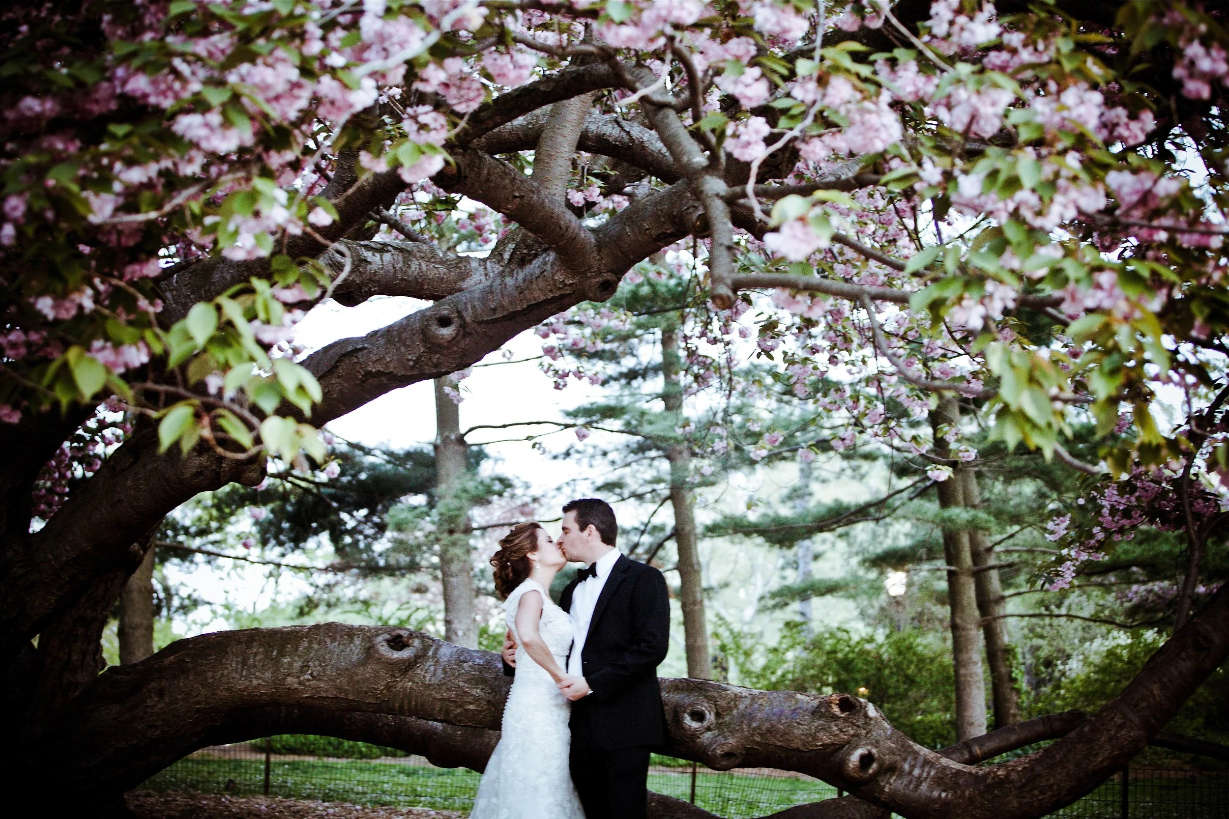 A bride and groom kissing under a large flowering tree with pink blossoms.
