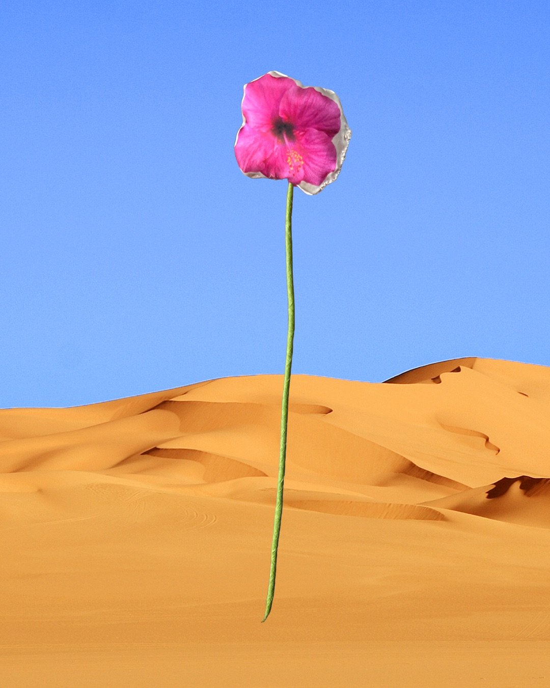 hibiscus website.jpeg