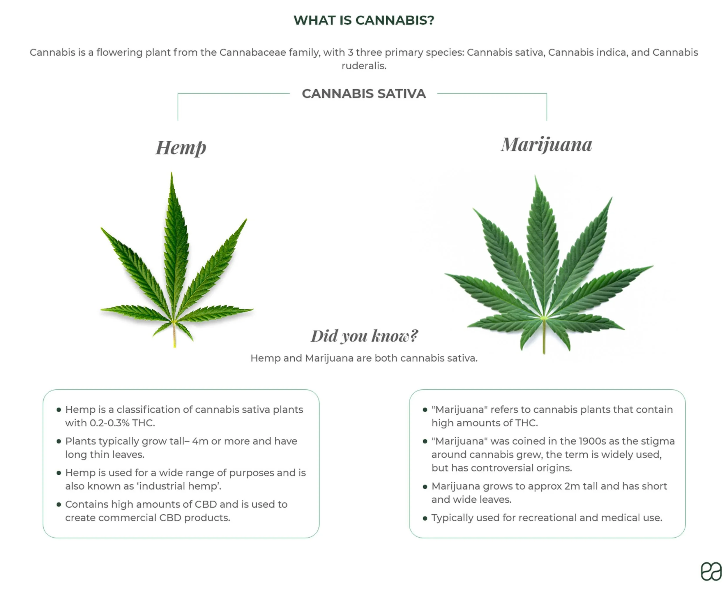 An infographic explaining cannabis, showing a leaf of hemp on the left and a leaf of marijuana on the right, with informational text about each and the fact that both are cannabis sativa.