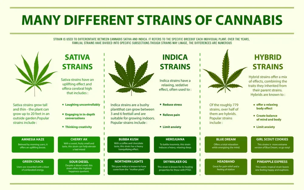 Infographic titled 'Many Different Strains of Cannabis' explaining the differences between Sativa, Indica, and Hybrid strains, including characteristics and example strains for each type.