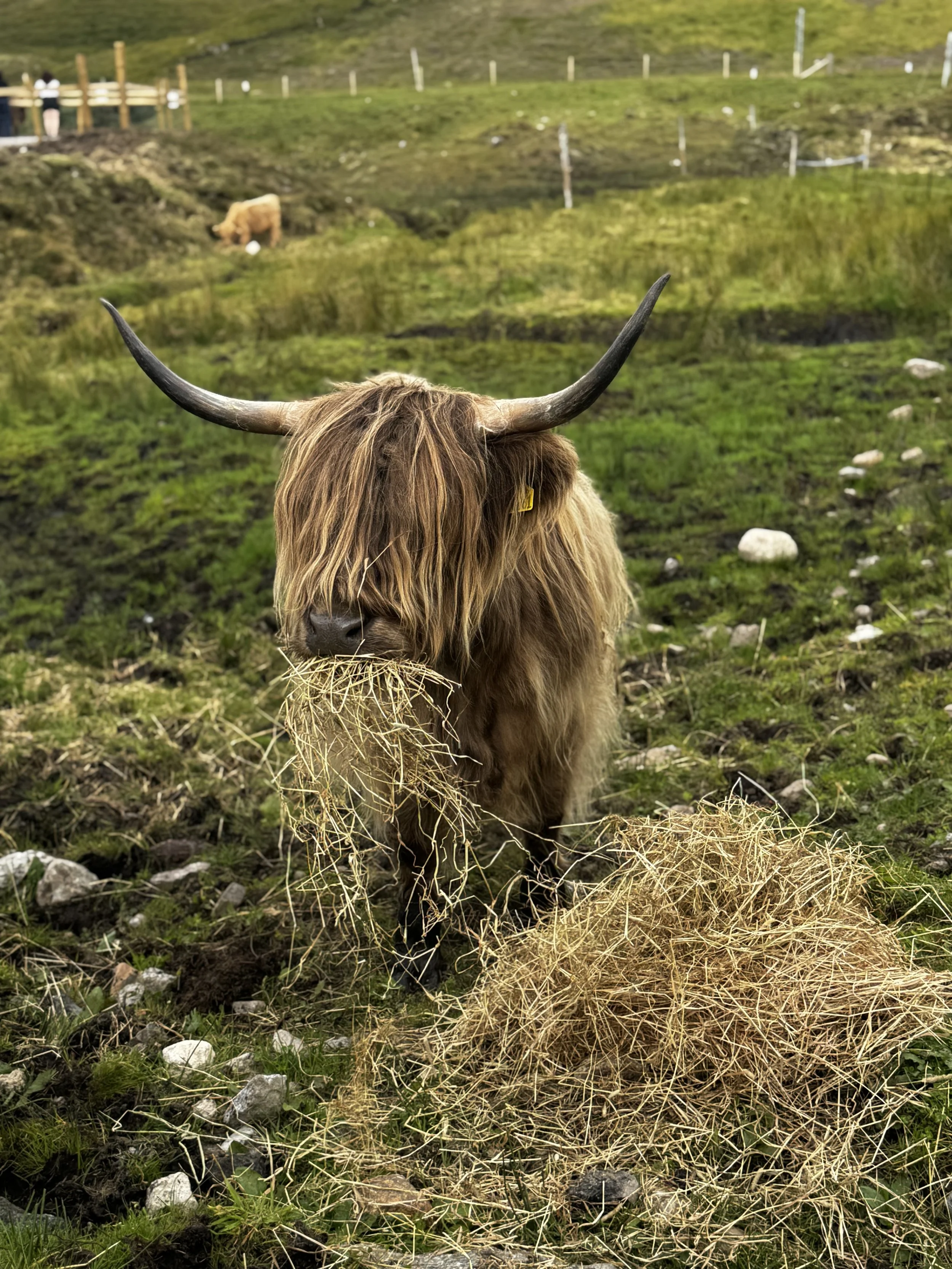 1 Week in Scotland: The Ultimate Road Trip 