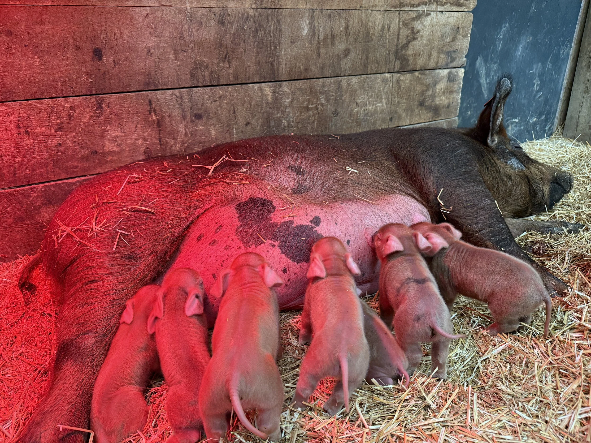 Duroc litter born 2.6.26 (more pictures available soon) 
