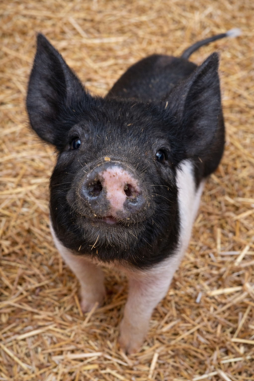 8-1 
Borrow - Birkshire/Hampshire Born 1.1.26