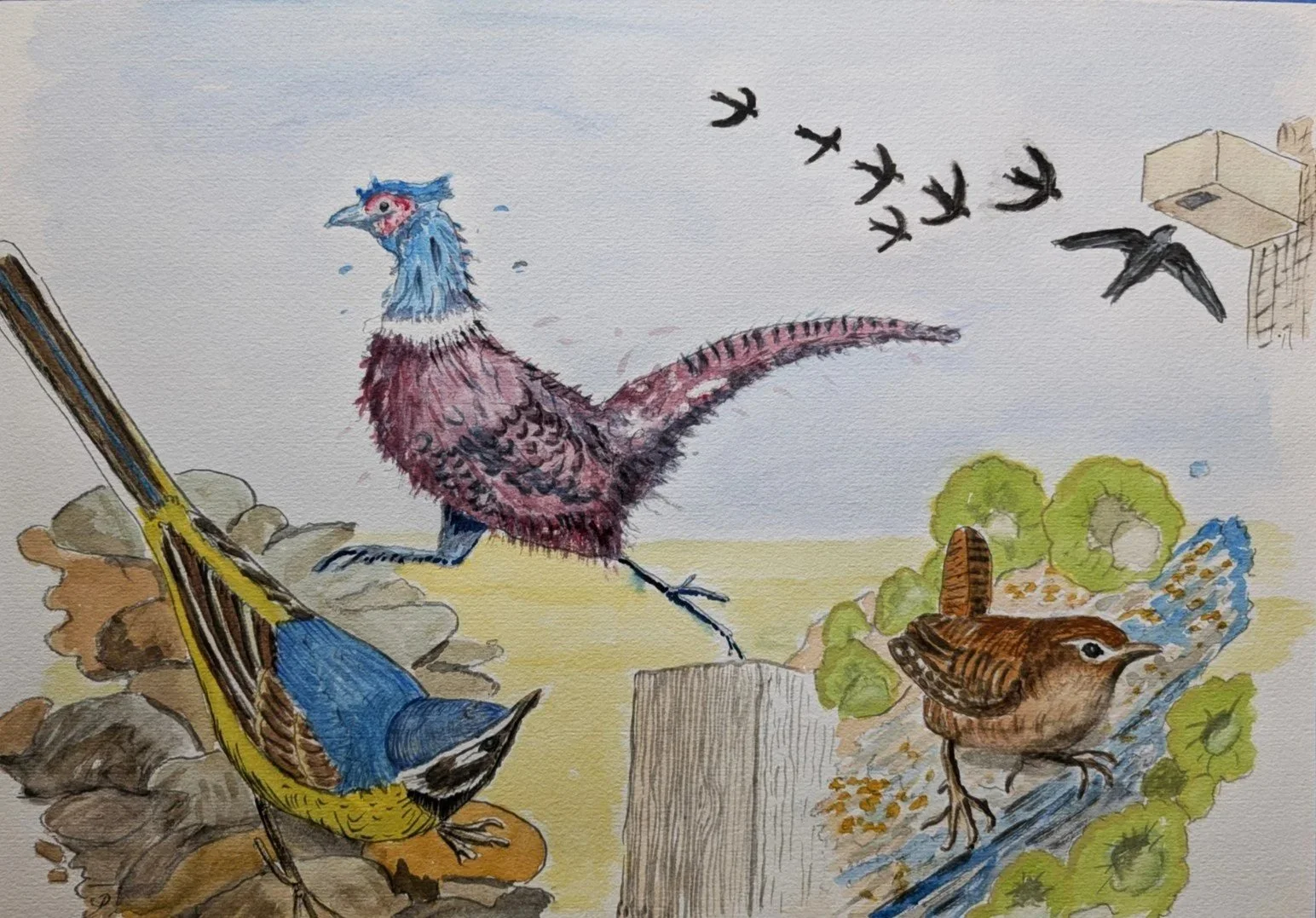 Pheasant Wren and Long tail 