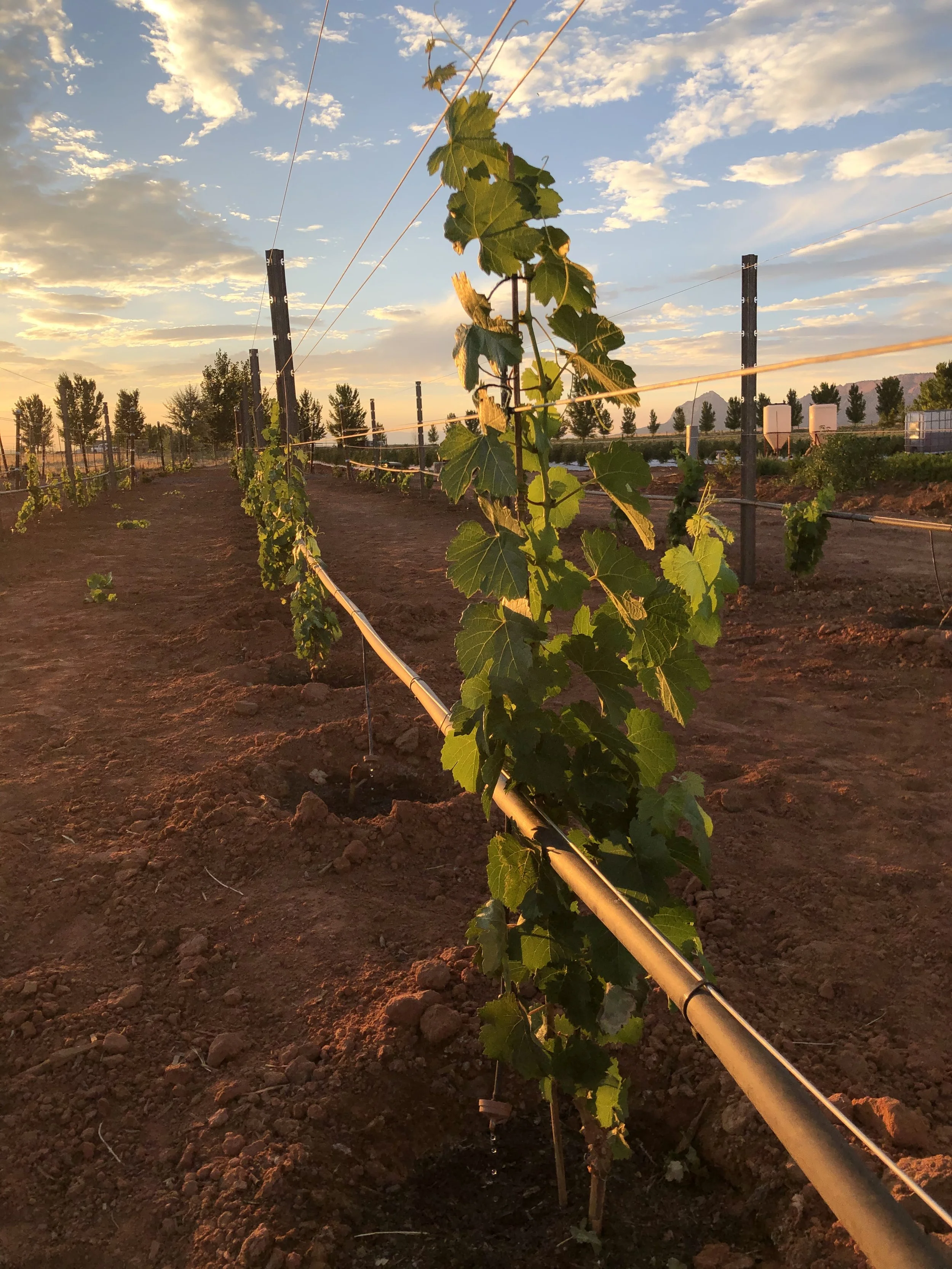 Grape vines at sunset at Adagio vineyard.