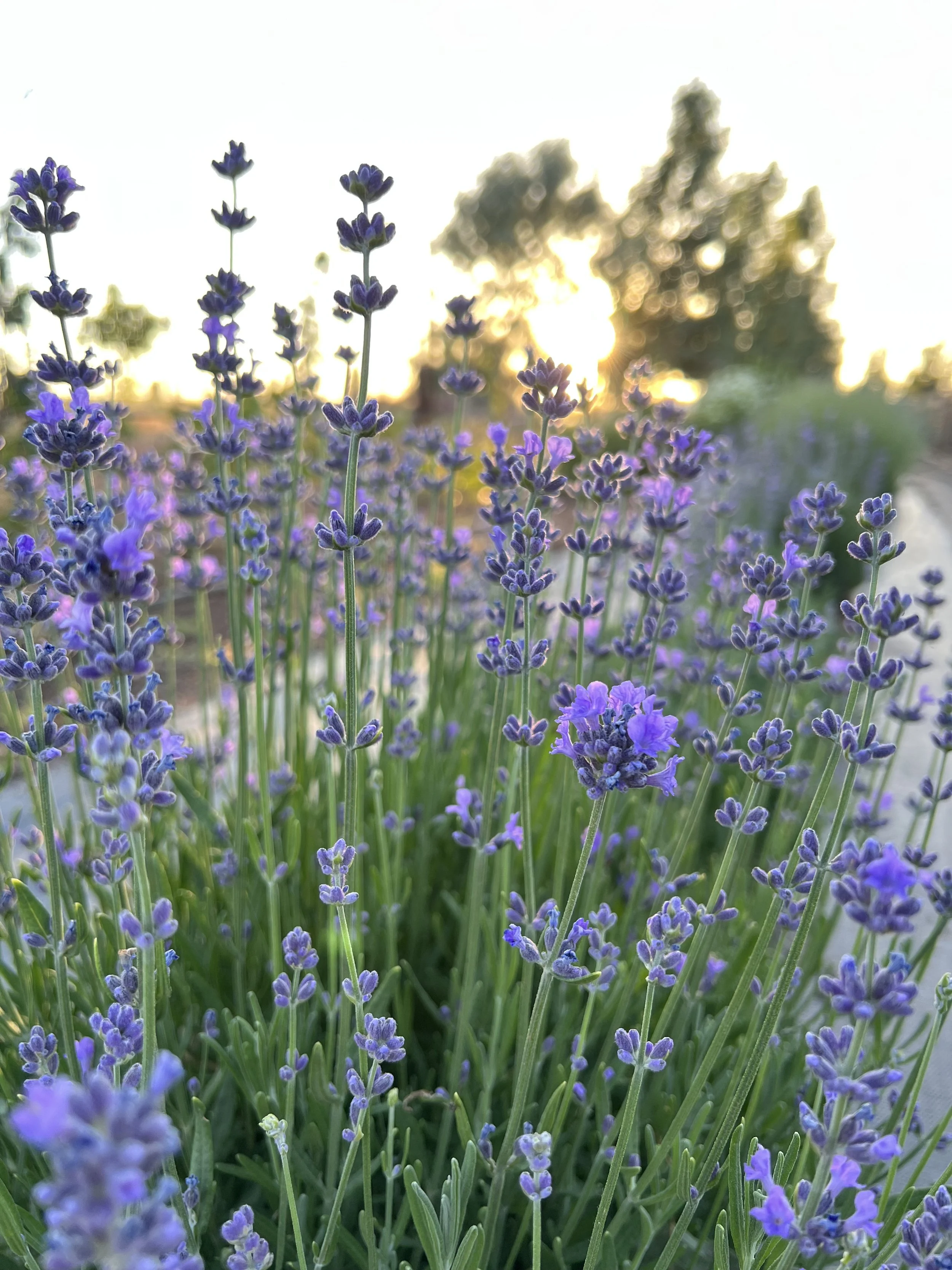 Lavender Hydrosol  - 2 oz