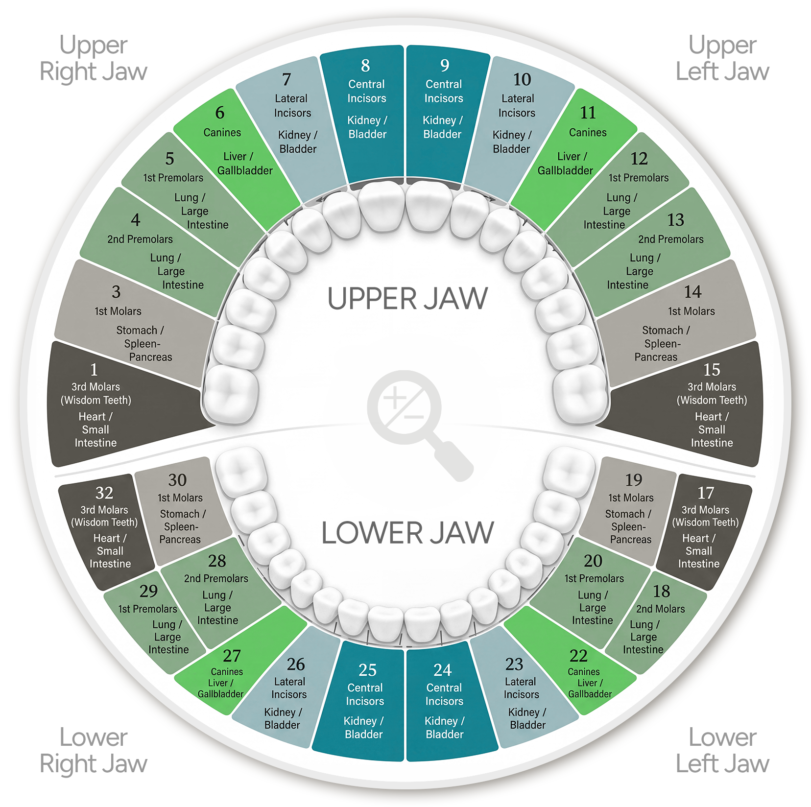 chart showing how teeth impact whole-body wellness (organs, body systems, etc) provided by Atlanta Dental Wellness