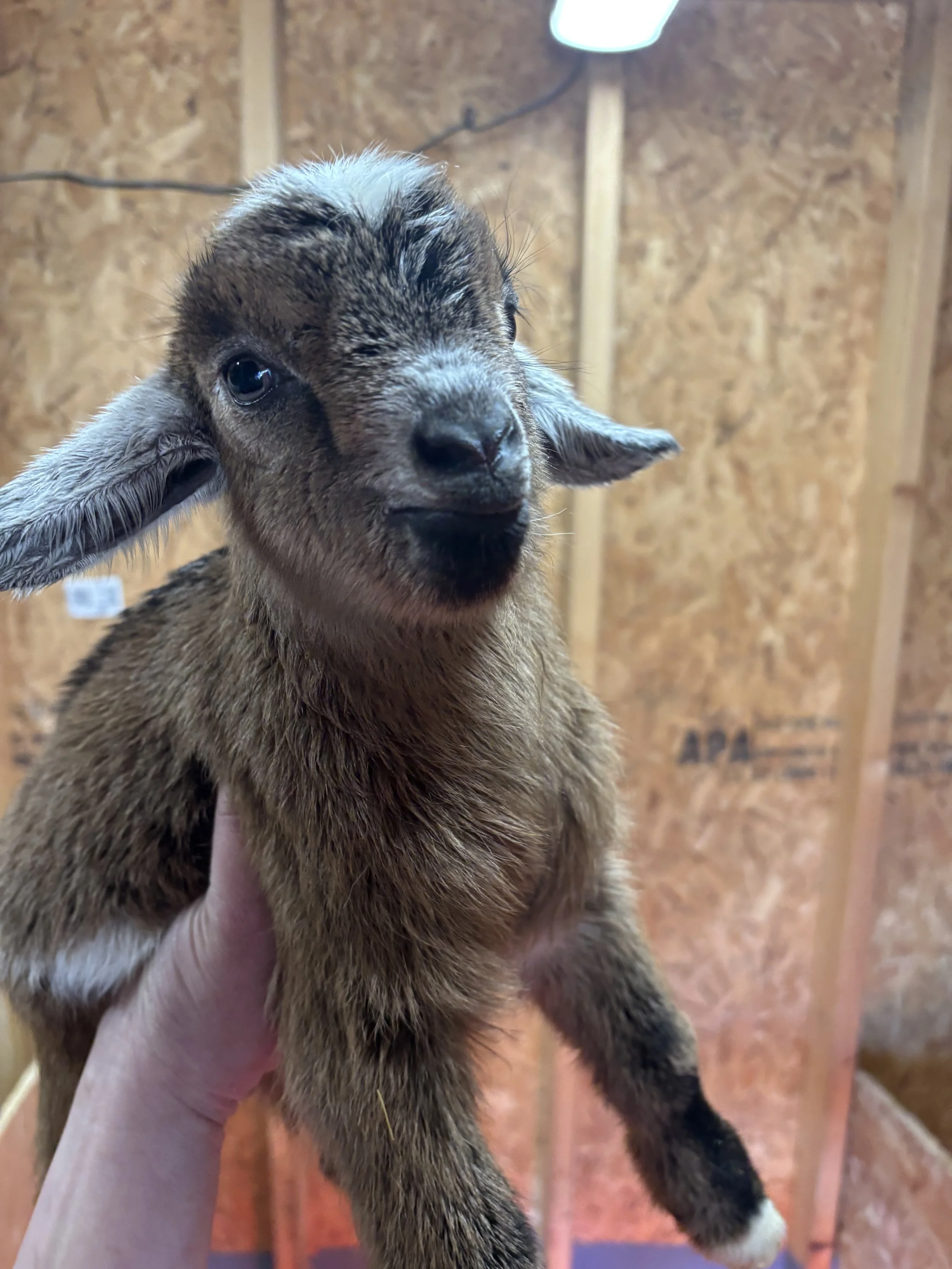 A small brown and black goat with white patches on its face, being held up by a person's hand inside a wooden barn.