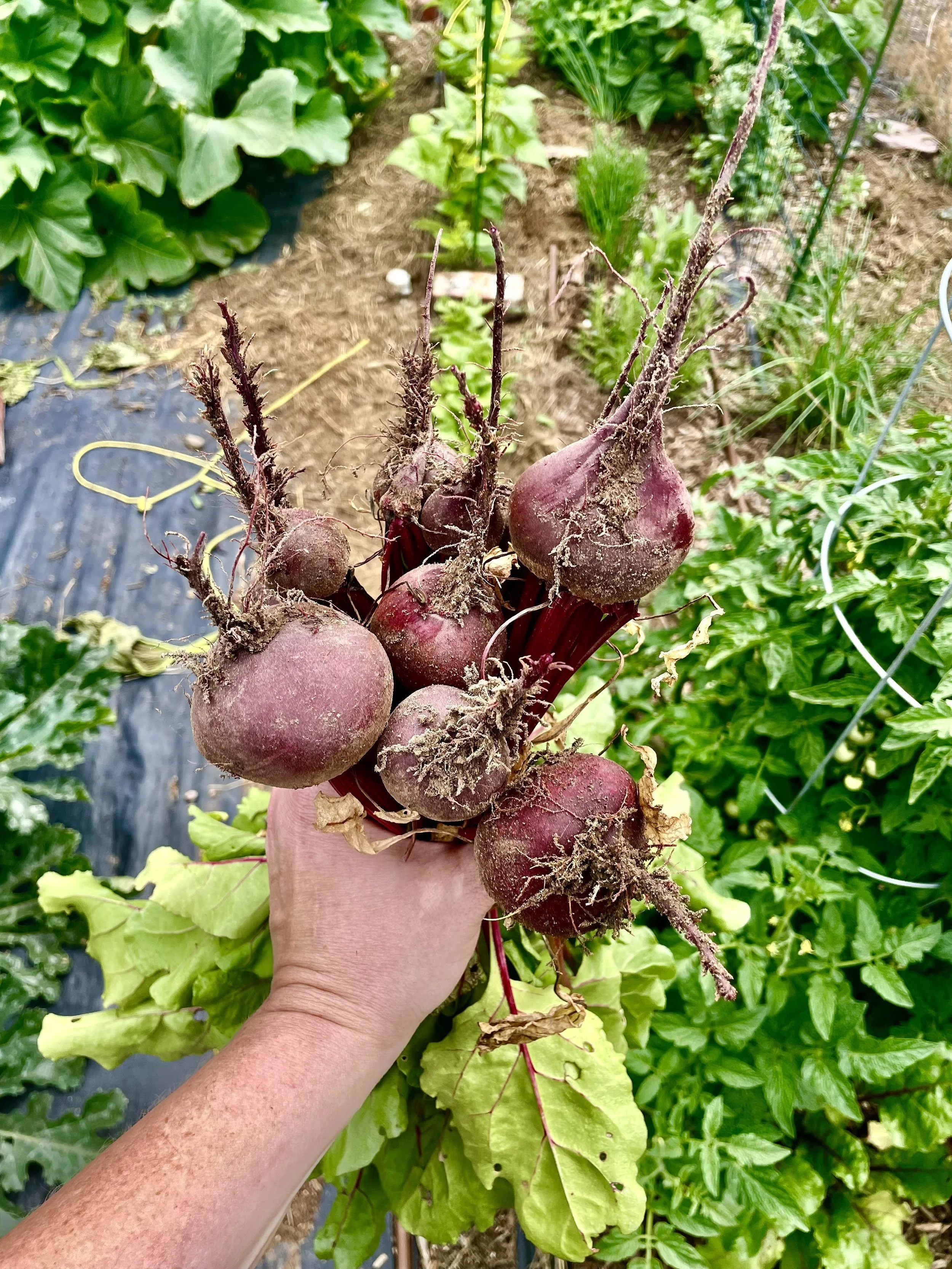 beets.jpg