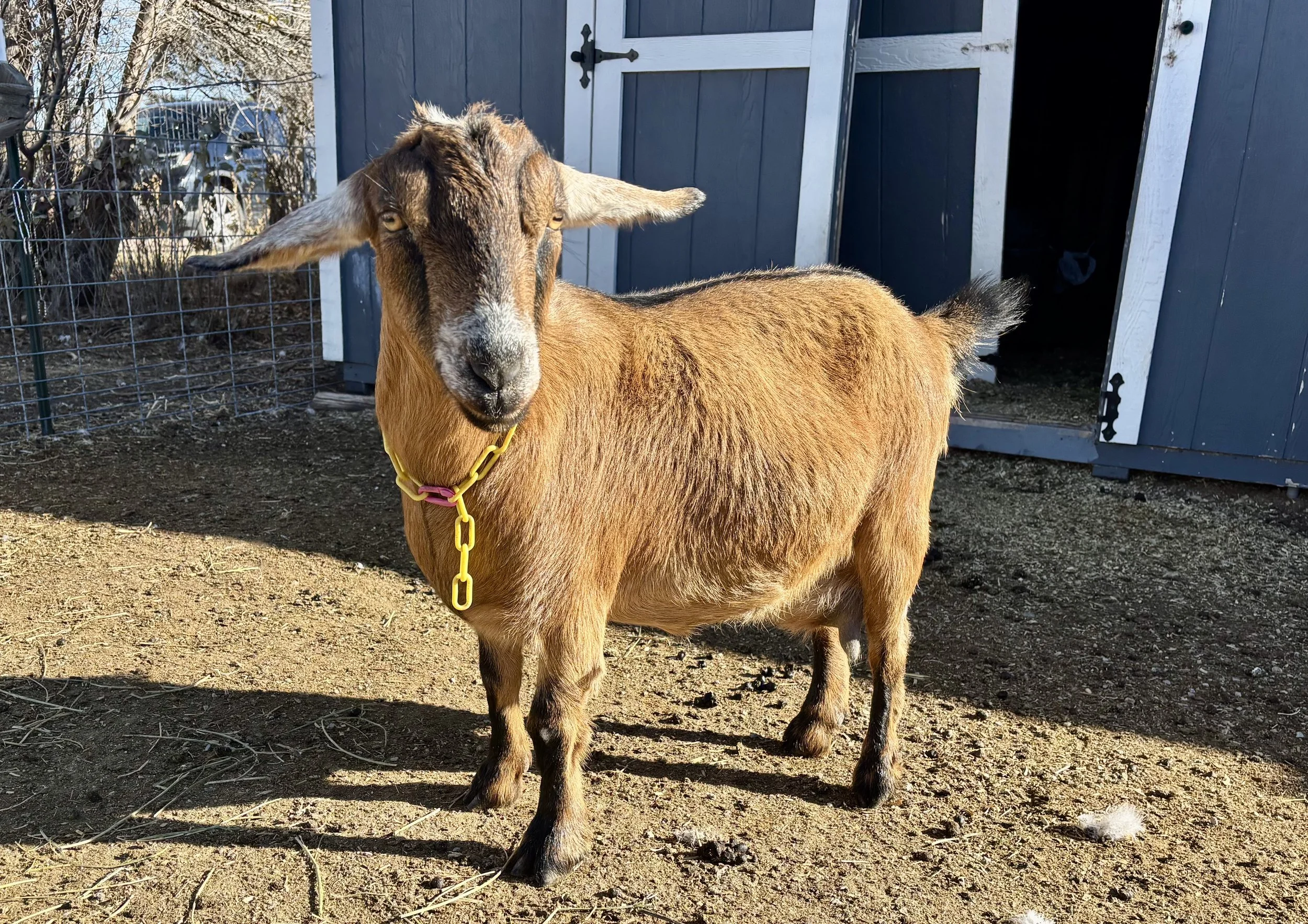 A brown goat with internal horns standing outside on dirt ground near a blue shed with an open door. The goat wears a yellow collar with a pink tag, and a wire fence is visible in the background.