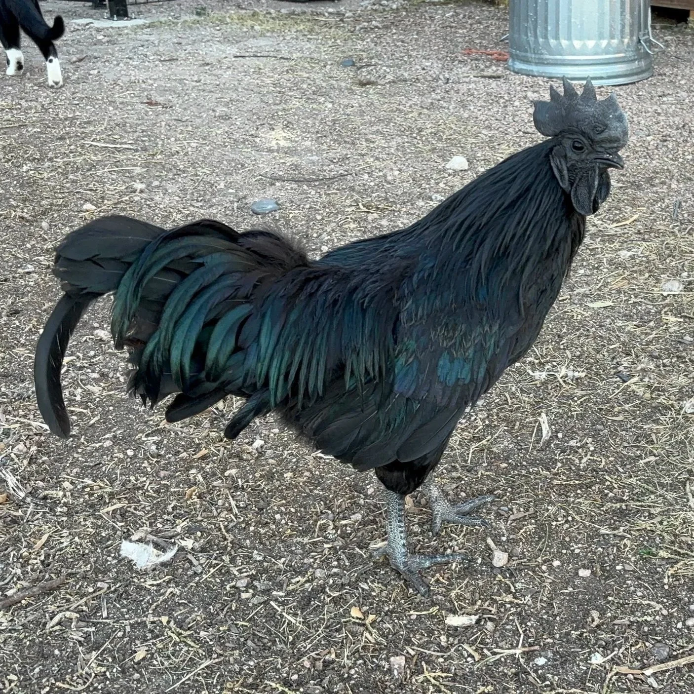 Ayam Cemani Adult male