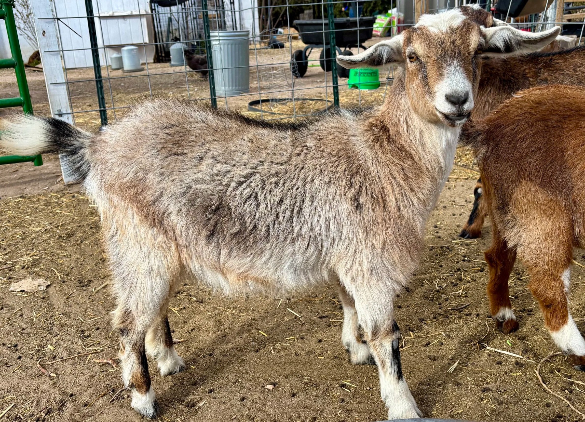 A goat with a light brown and white coat standing on dirt ground in an outdoor petting zoo area.
