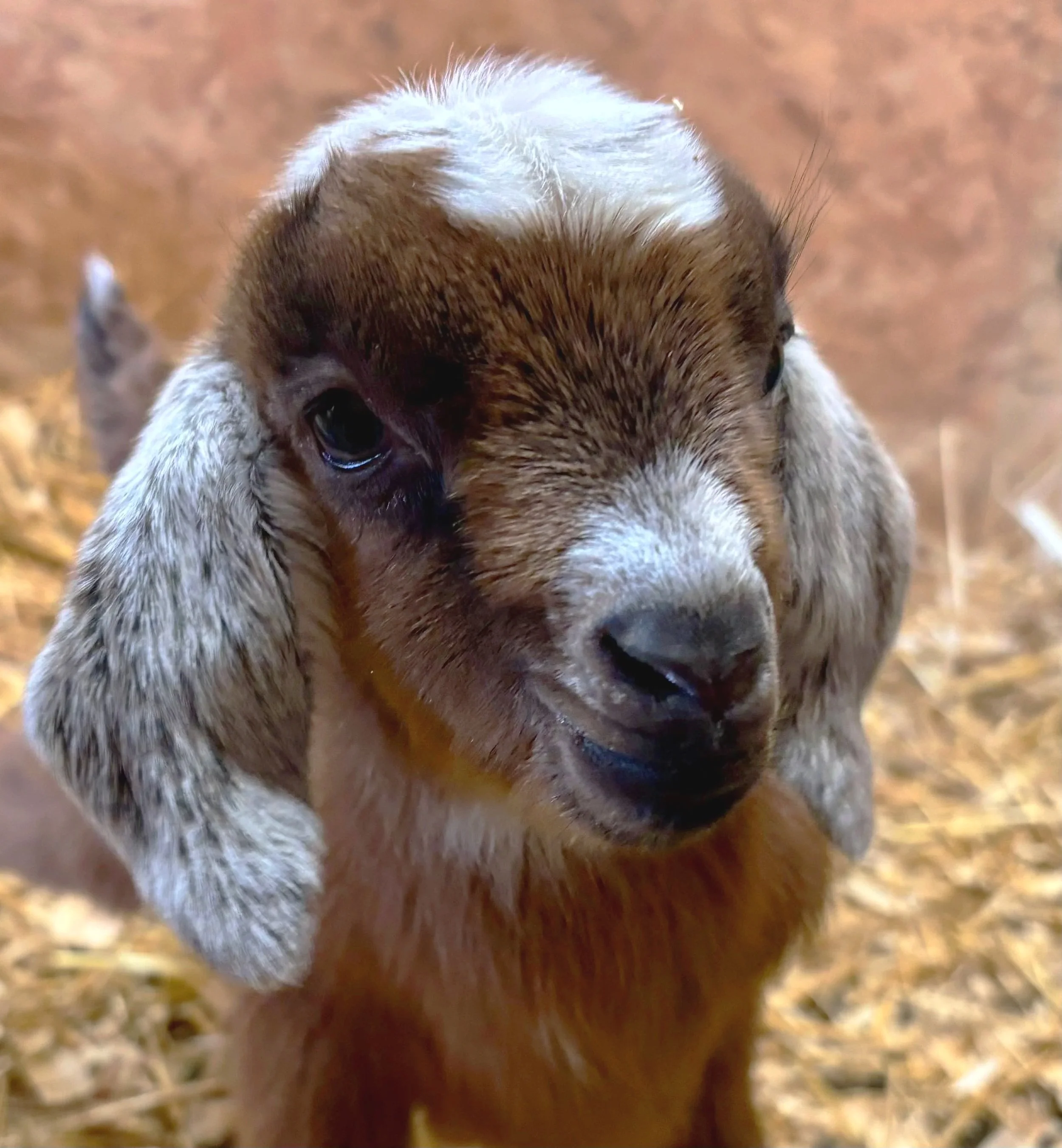 Close-up of a young puppy with brown and white fur, looking at the camera with a curious expression, standing on a straw or hay-covered ground.