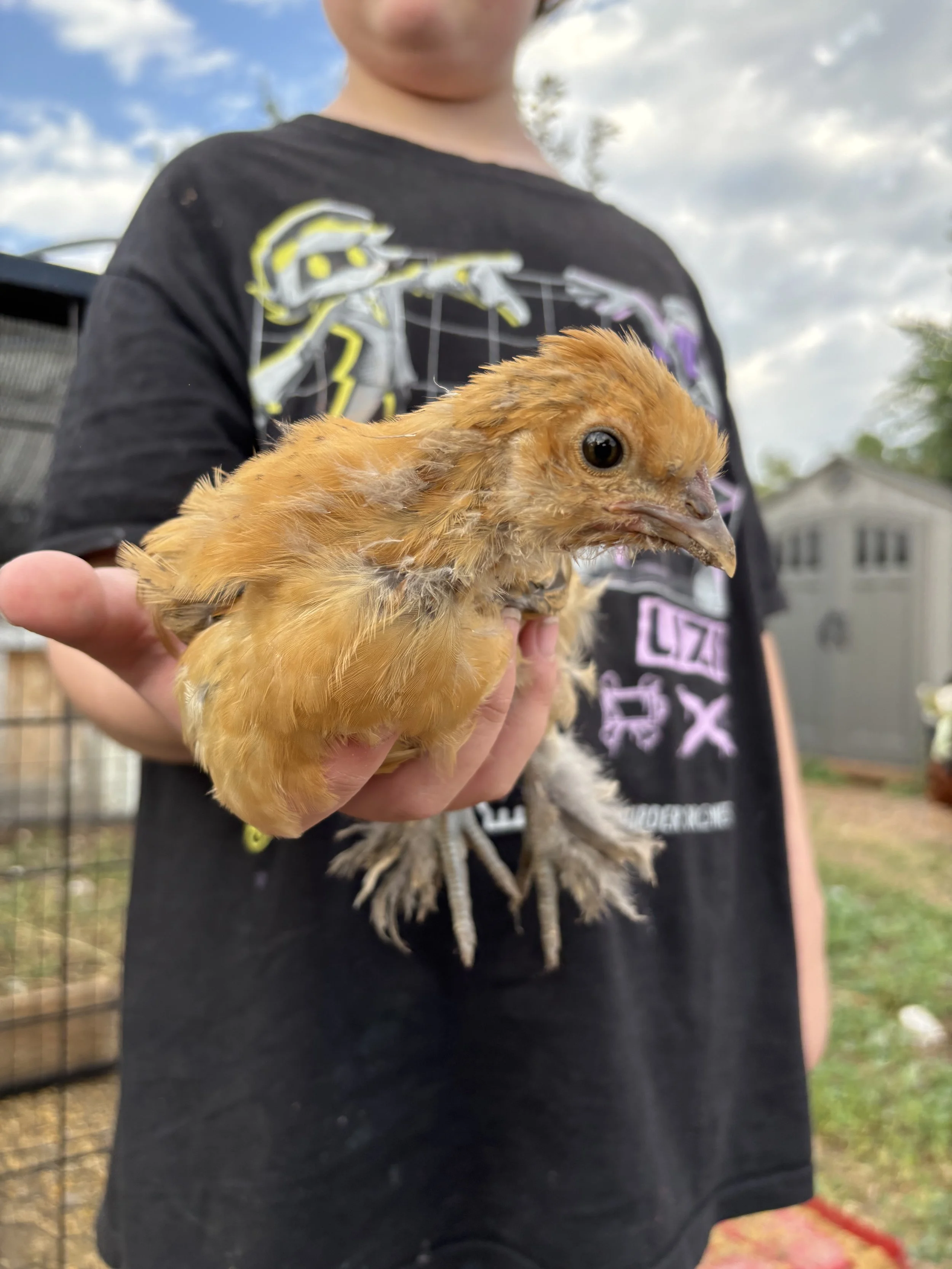 Child holding a small brown chicken outdoors with a house and trees in the background.
