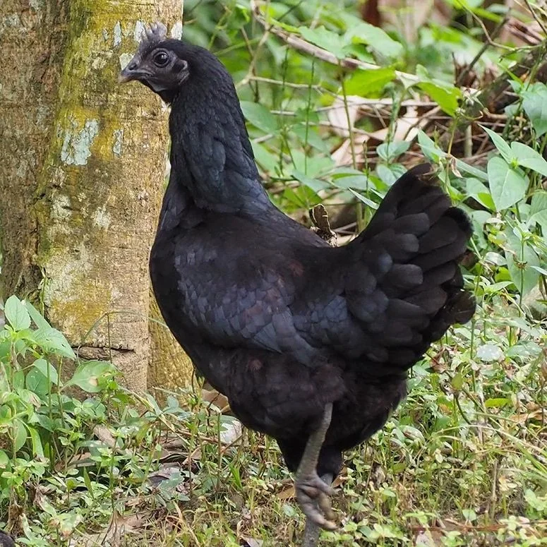 ayam-cemani-3.jpg