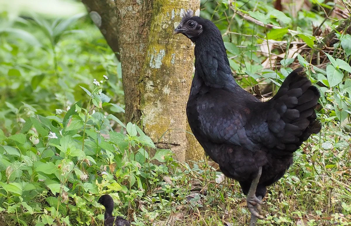 Ayam cemani Adult female