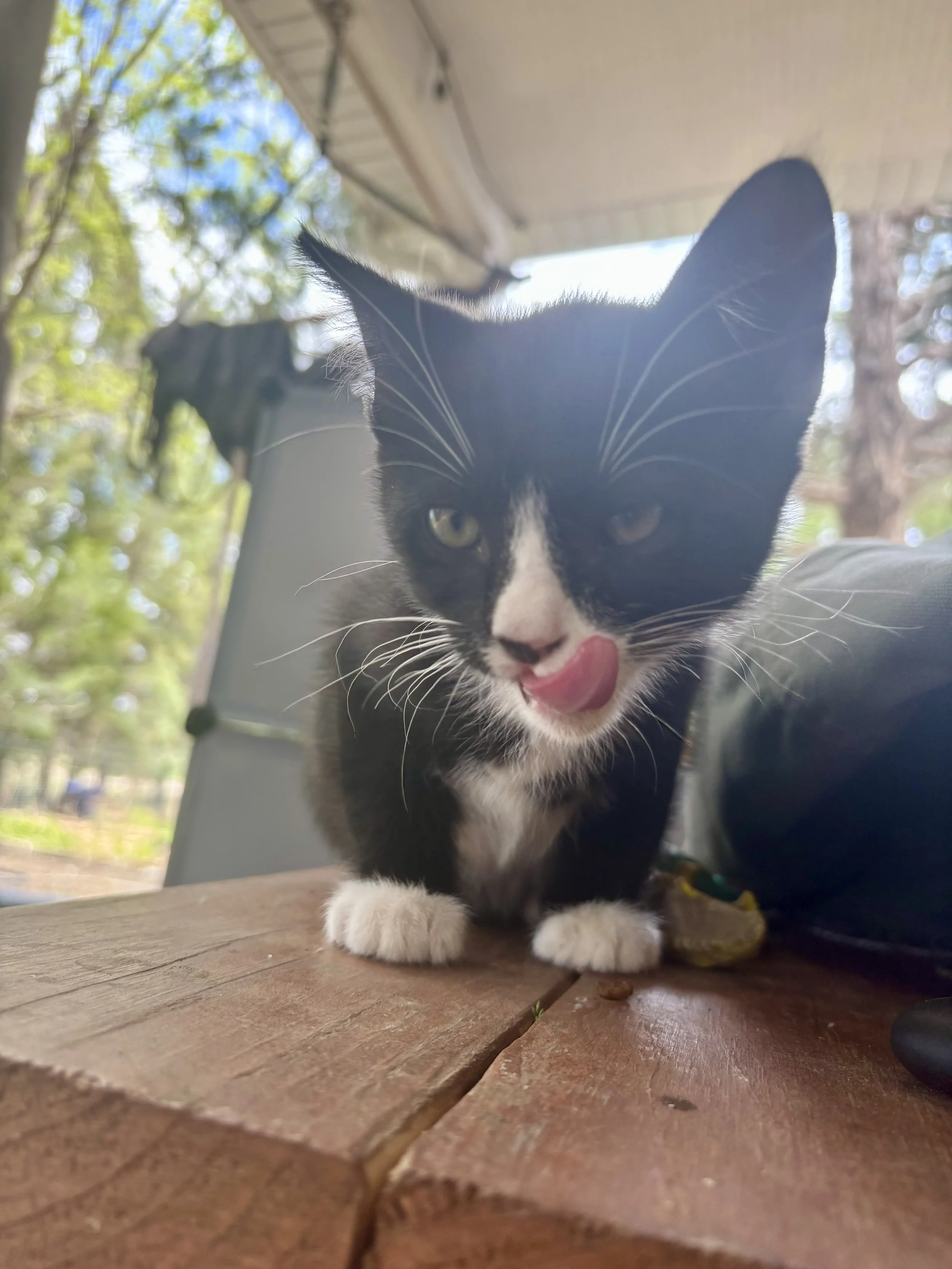 Close-up of a black and white cat on a wooden surface, licking its nose, with trees and sky in the background.