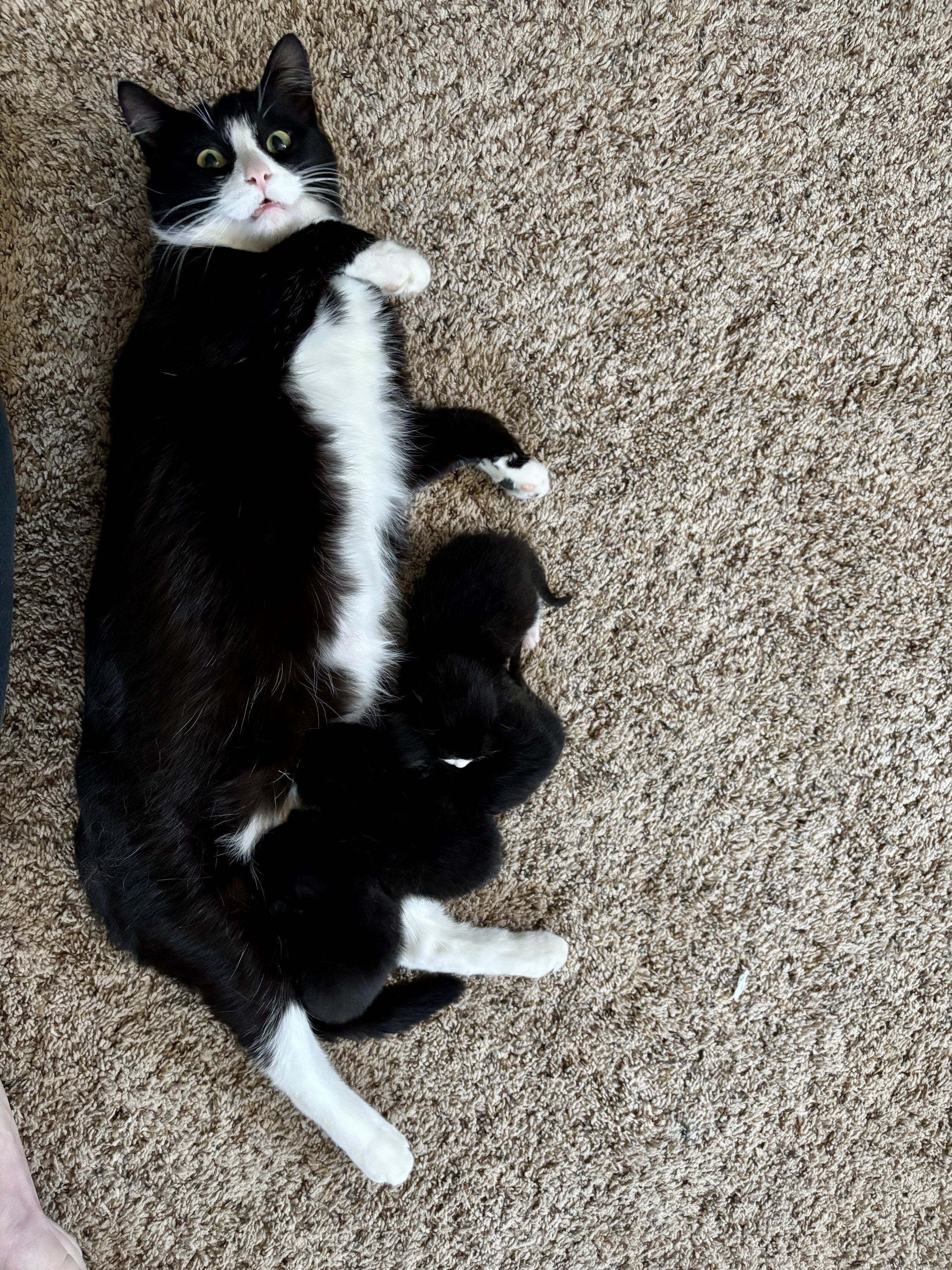 A black and white cat lying on a beige carpet with a small black puppy next to it.