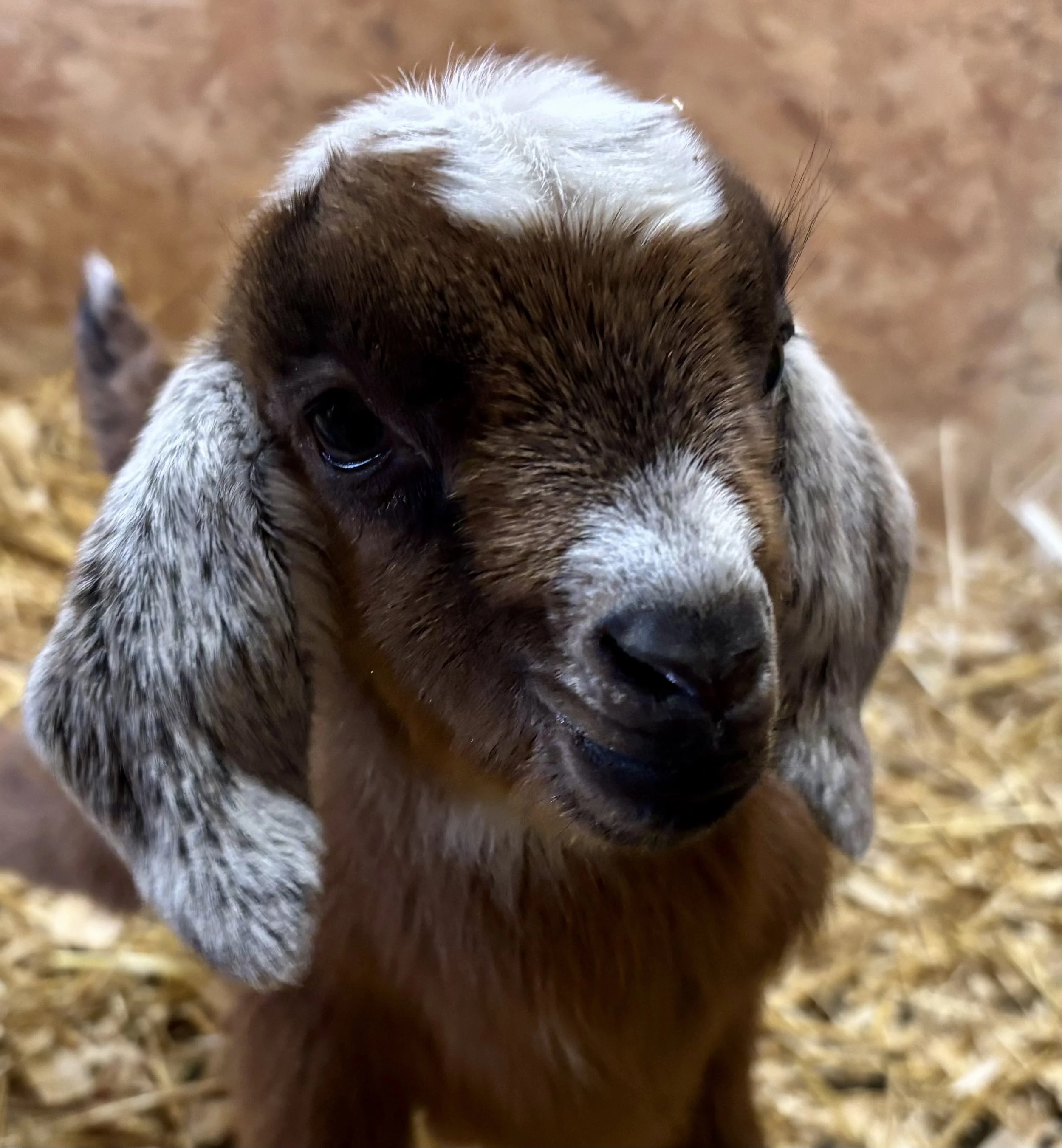 Close-up of a puppy's face, showing its eyes, nose, and fur, with a blurred background.