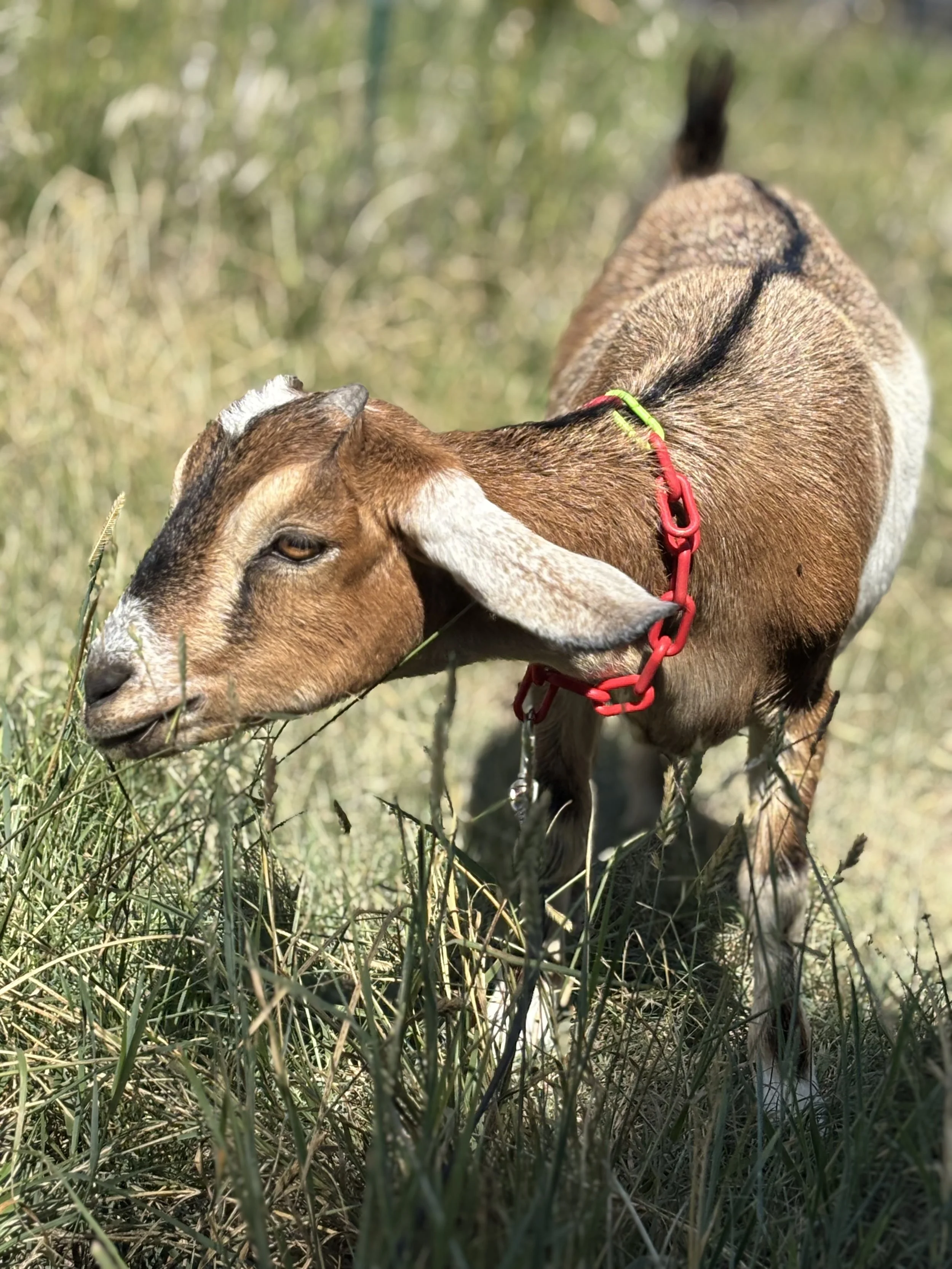 A brown and white goat grazing in tall grass in a natural outdoor setting.