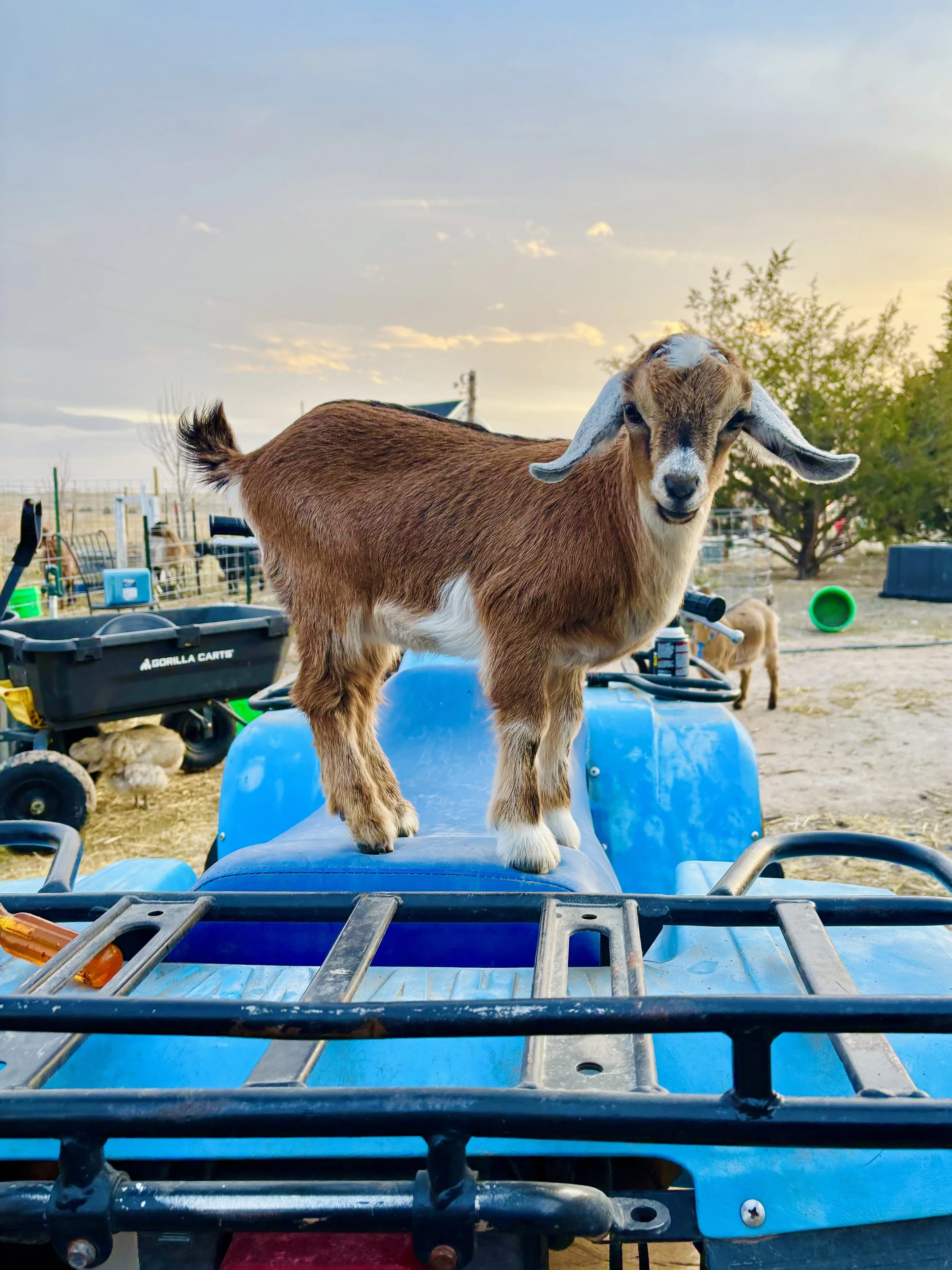 goat on atv.jpg