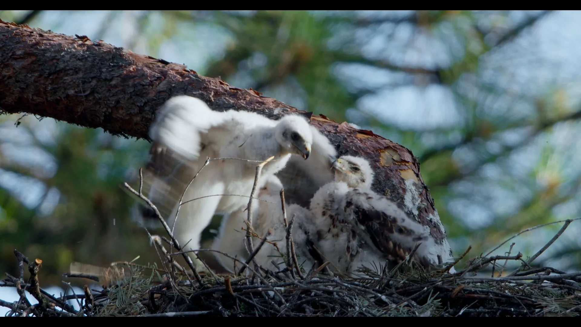 Still 2026-02-03 132811_1.15.1.jpg