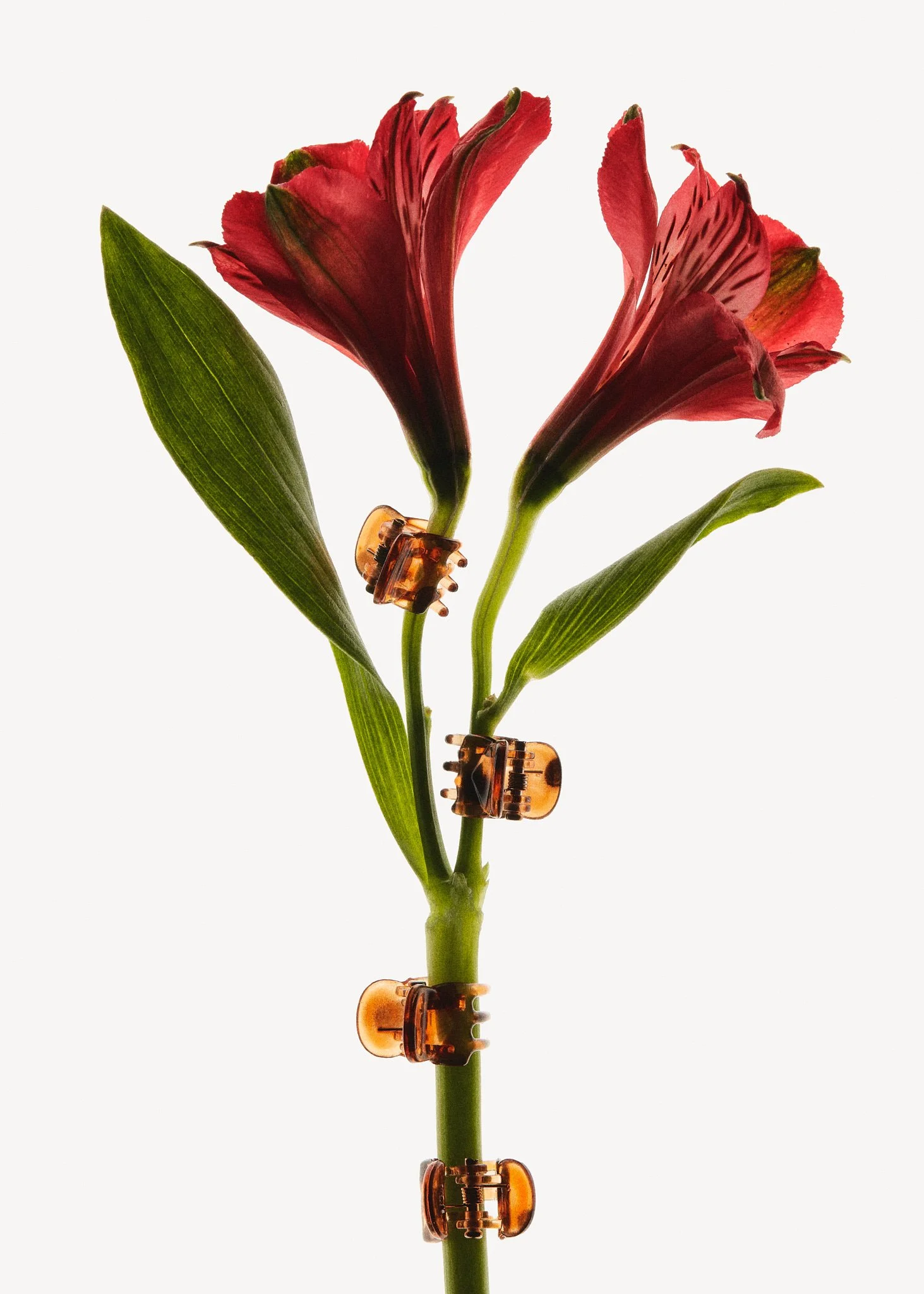 FLORES_PINZAS_CAREY.jpg