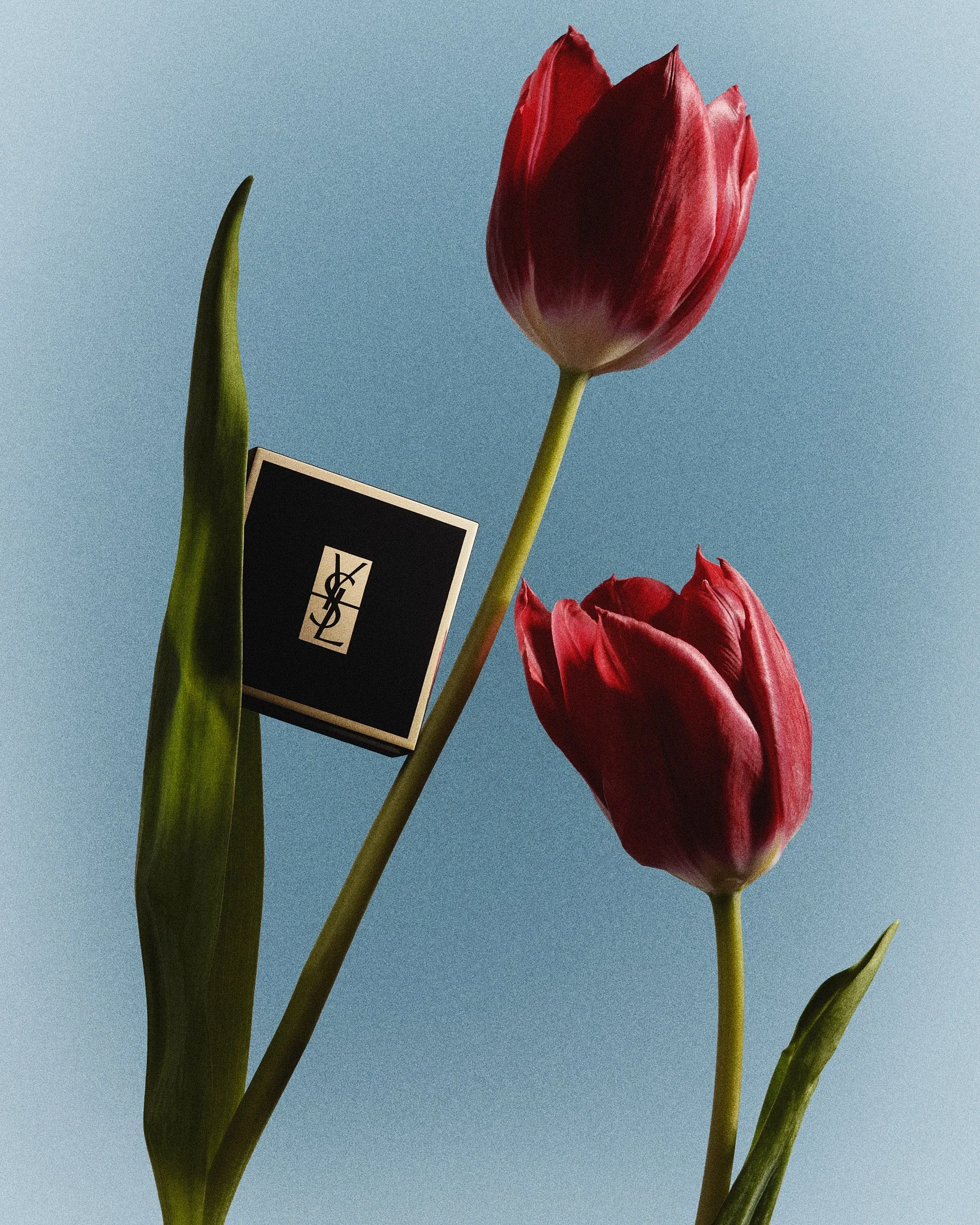 YSL_TULIPANES_4x5.jpg