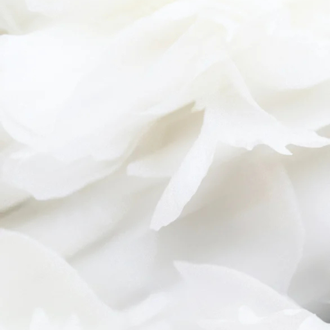 Close-up of white petals of a flower, possibly a rose.