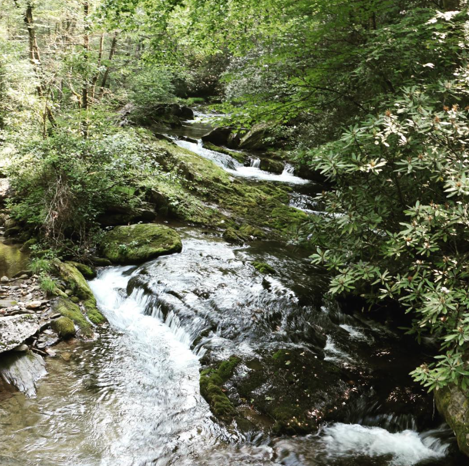 Stream flowing through a lush, green forest with moss-covered rocks and dense foliage.