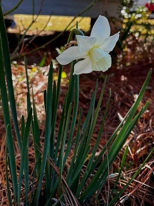 A white daffodil flower growing among green leaves and brown mulch in a garden.