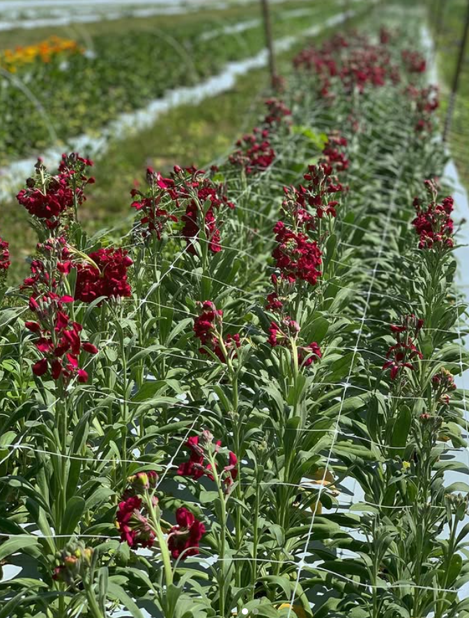 Rows of red flower plants growing in a greenhouse or farm with support strings.