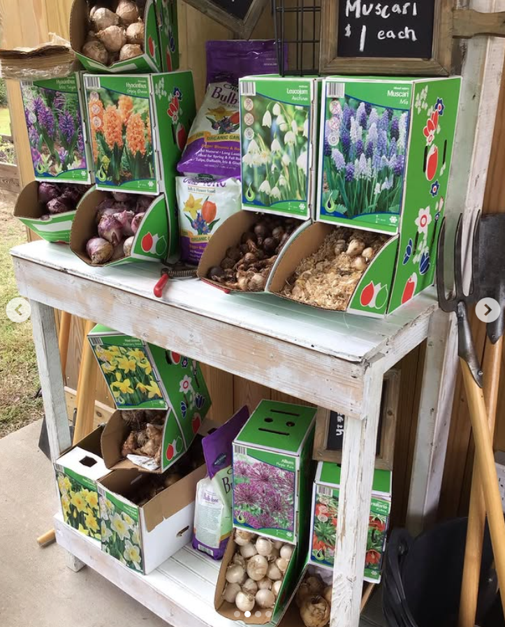 Display of various flower bulbs for sale at a farmers market, including tulips, lilies, and daffodils.