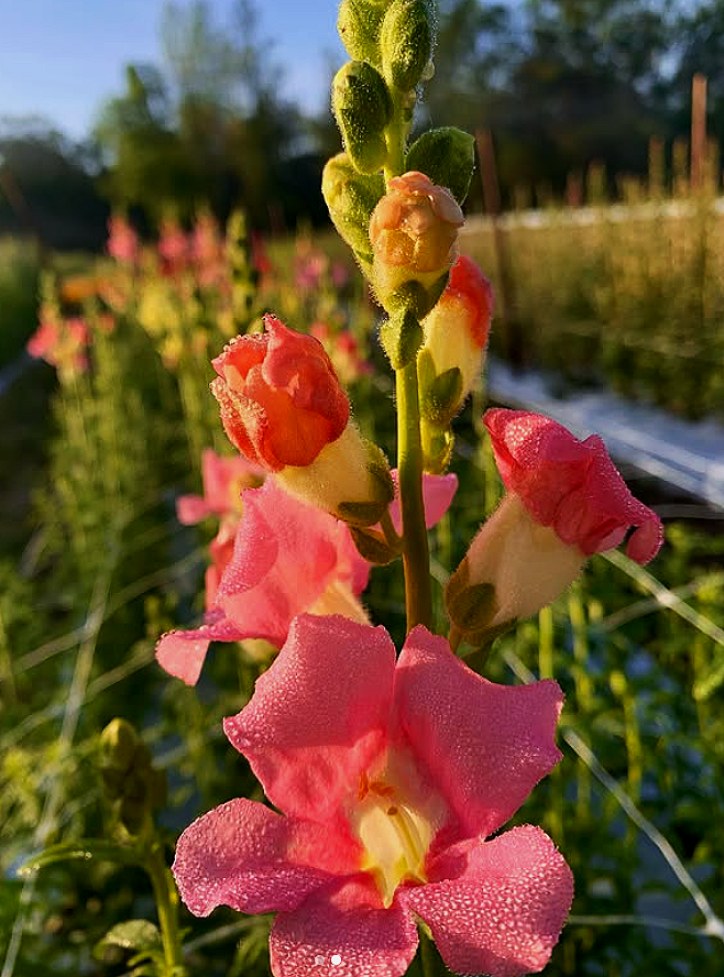 Close-up of pink and peach-colored snapdragon flowers with dew drops, with a blurred background of greenery and blue sky in sunlight.